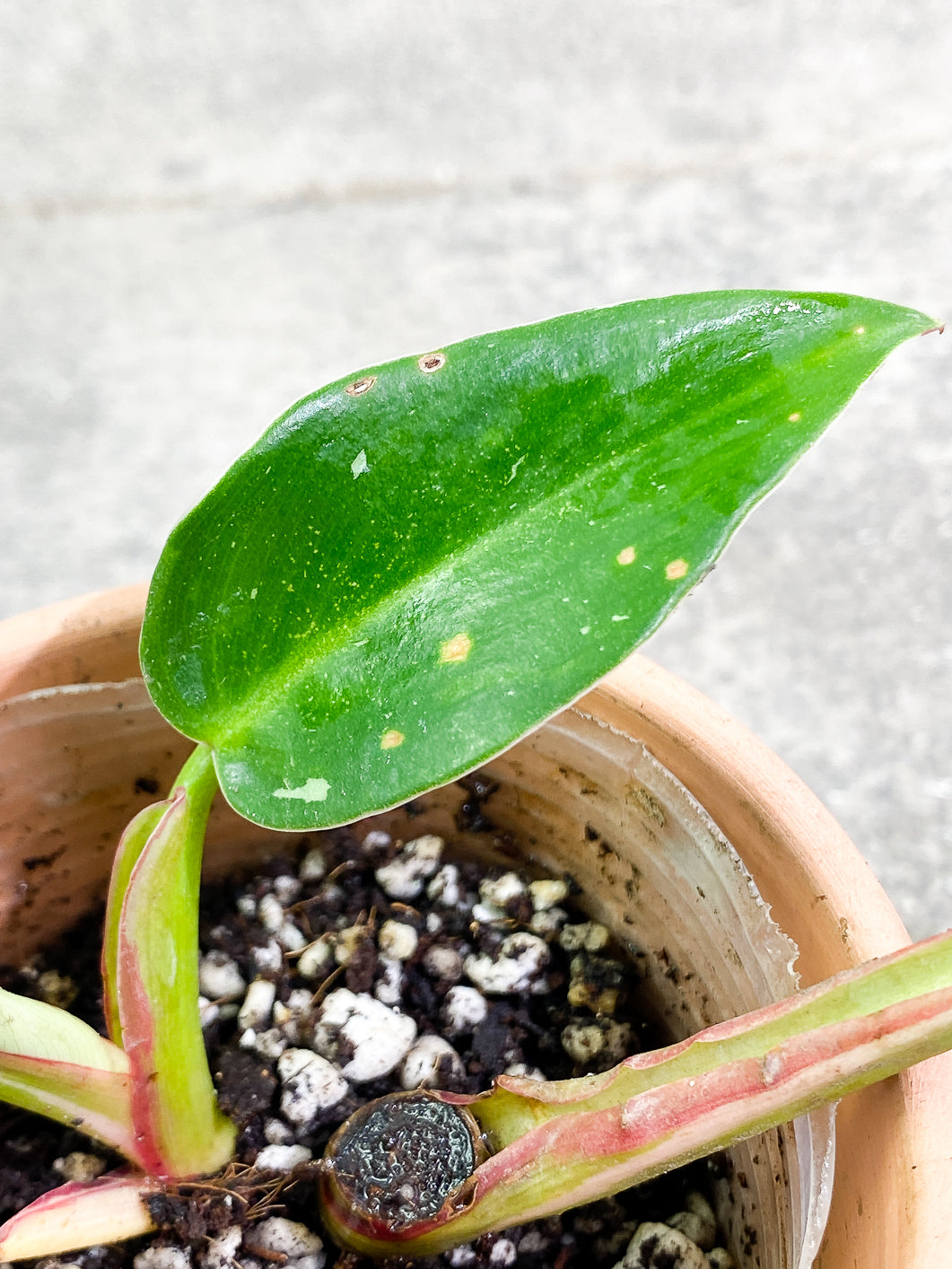 Philodendron White Princess 3 leaves 1 sprout slightly rooted