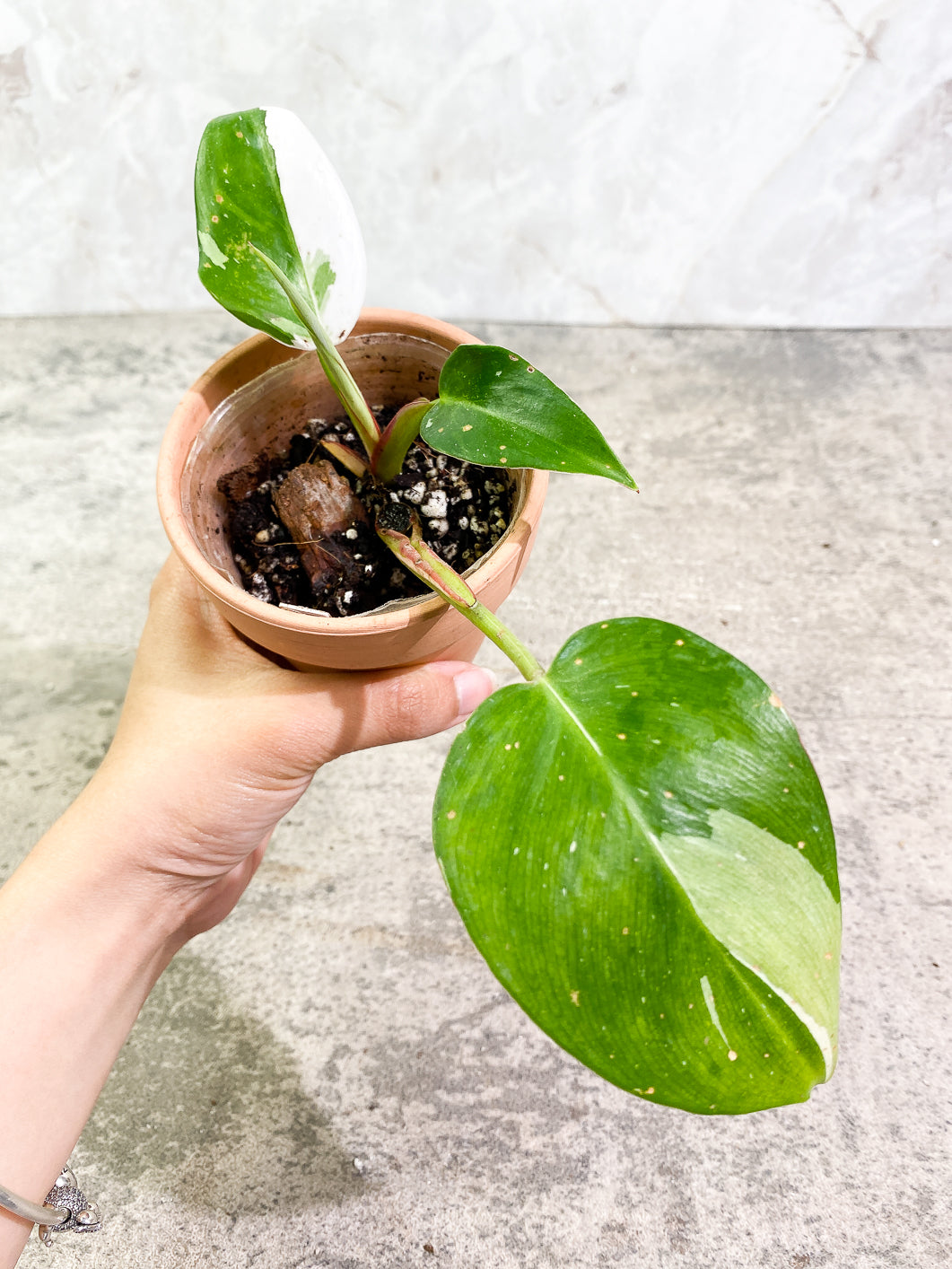 Philodendron White Princess 3 leaves 1 sprout slightly rooted