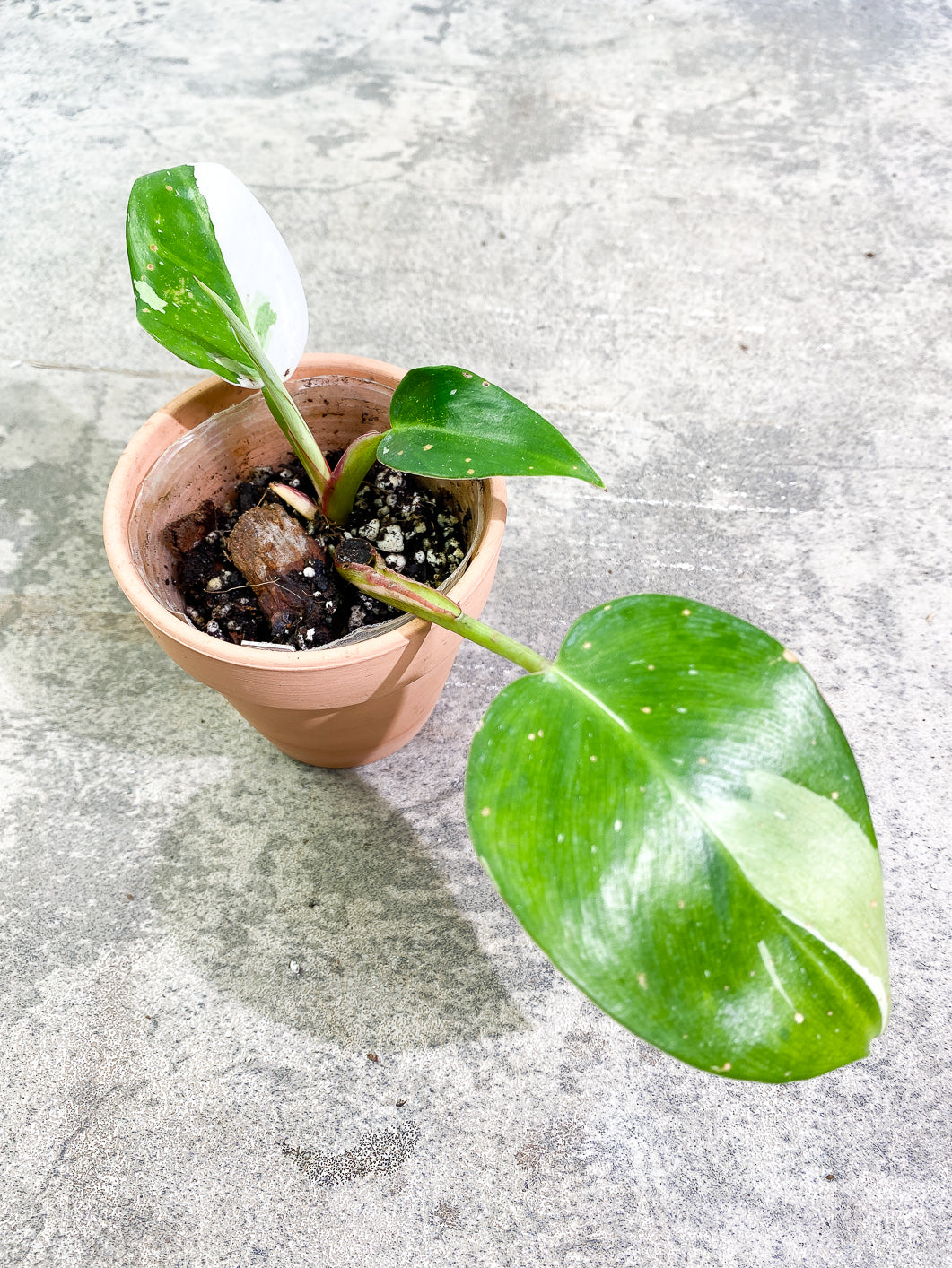 Philodendron White Princess 3 leaves 1 sprout slightly rooted