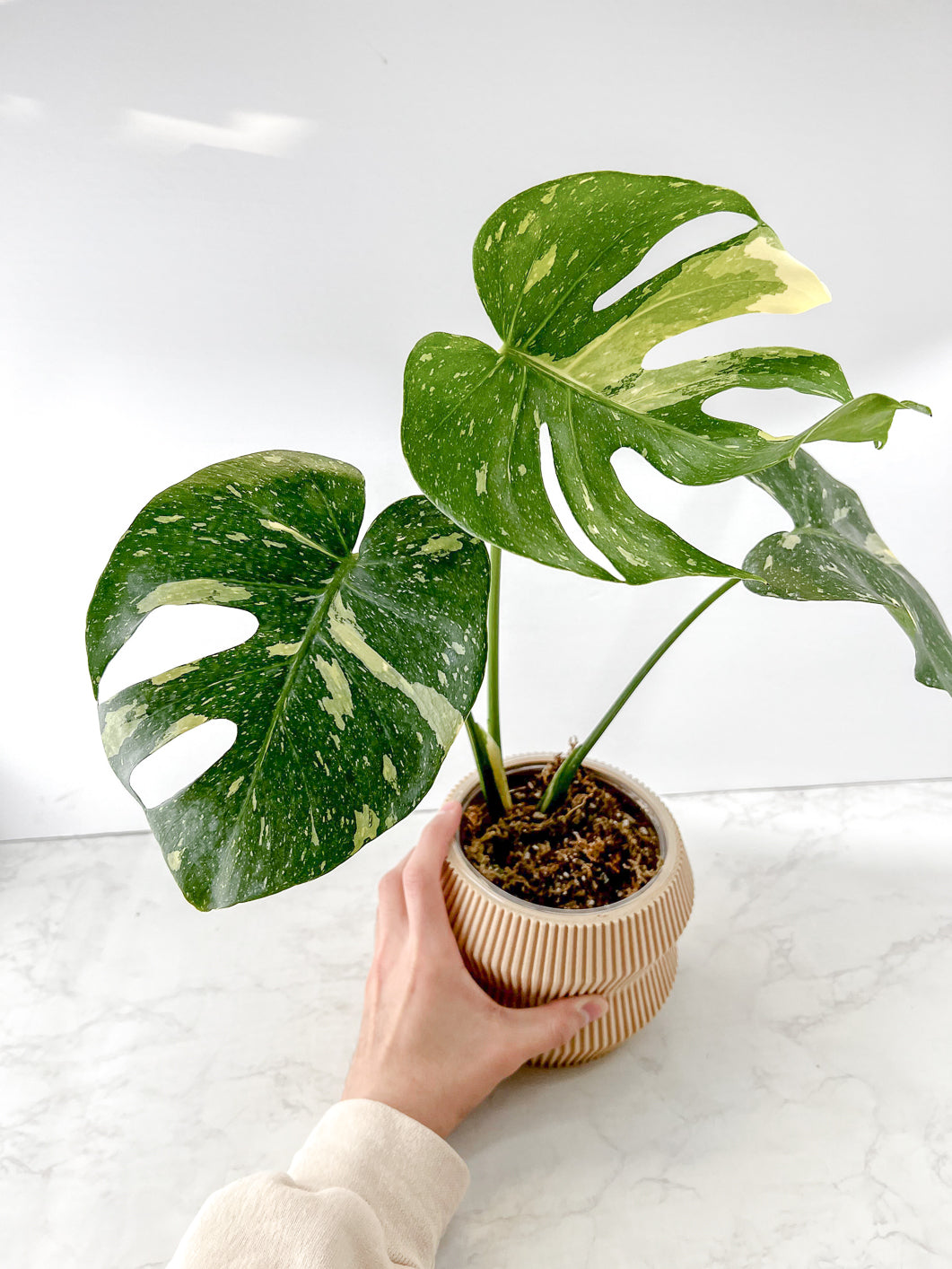 Monstera Thai Constellation 3 leaves Rooting Top Cutting