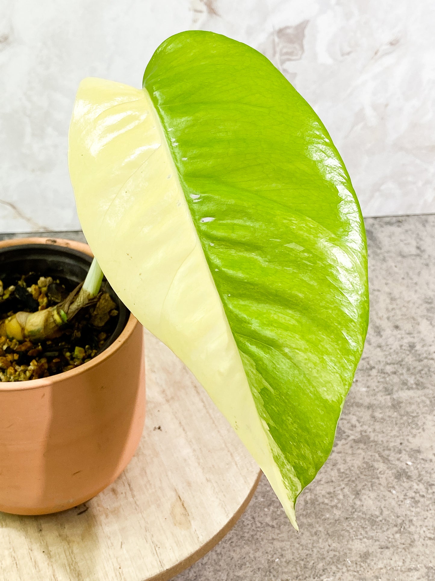 Variegated epipremnum pinnatum 1 leaf slightly rooted