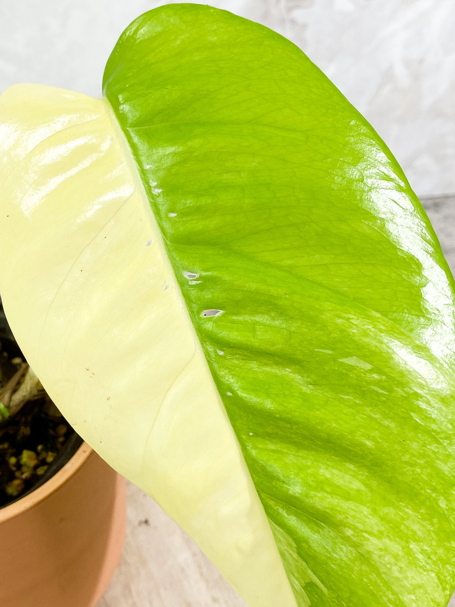 Variegated epipremnum pinnatum 1 leaf slightly rooted