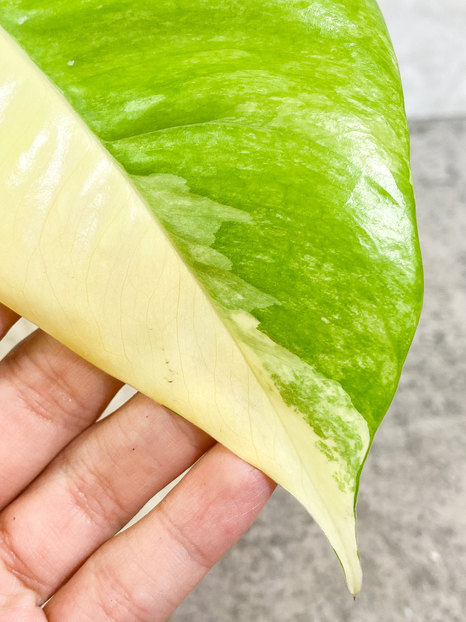 Variegated epipremnum pinnatum 1 leaf slightly rooted