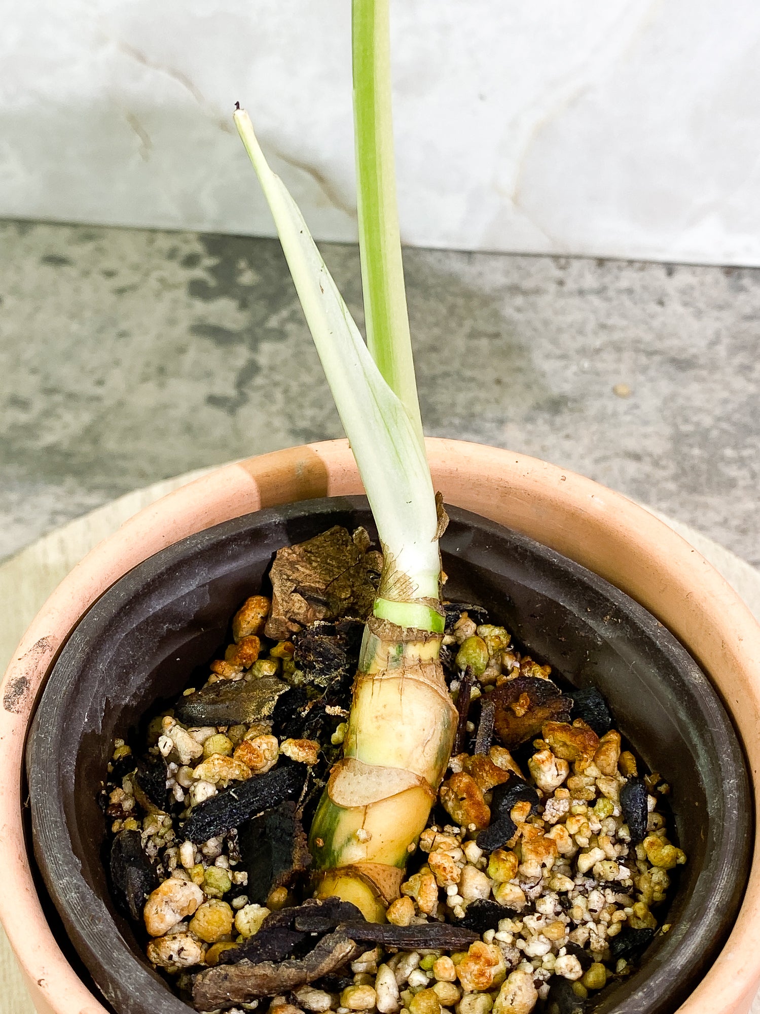 Variegated epipremnum pinnatum 1 leaf slightly rooted