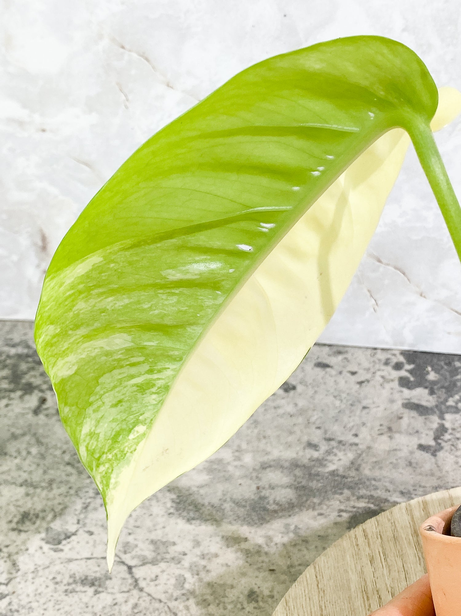 Variegated epipremnum pinnatum 1 leaf slightly rooted