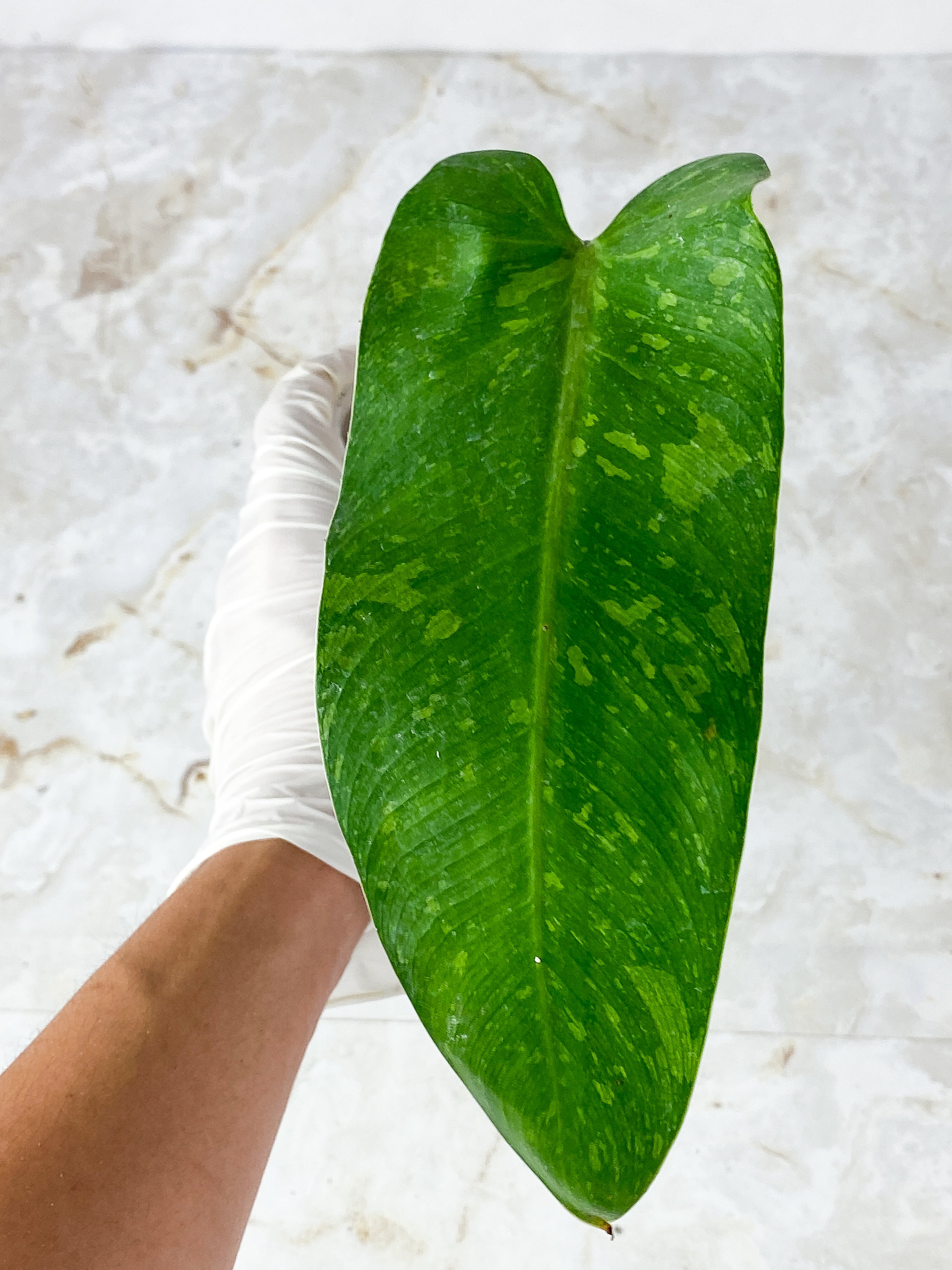 Philodendron Jose Buono  Slightly Rooted big leaf