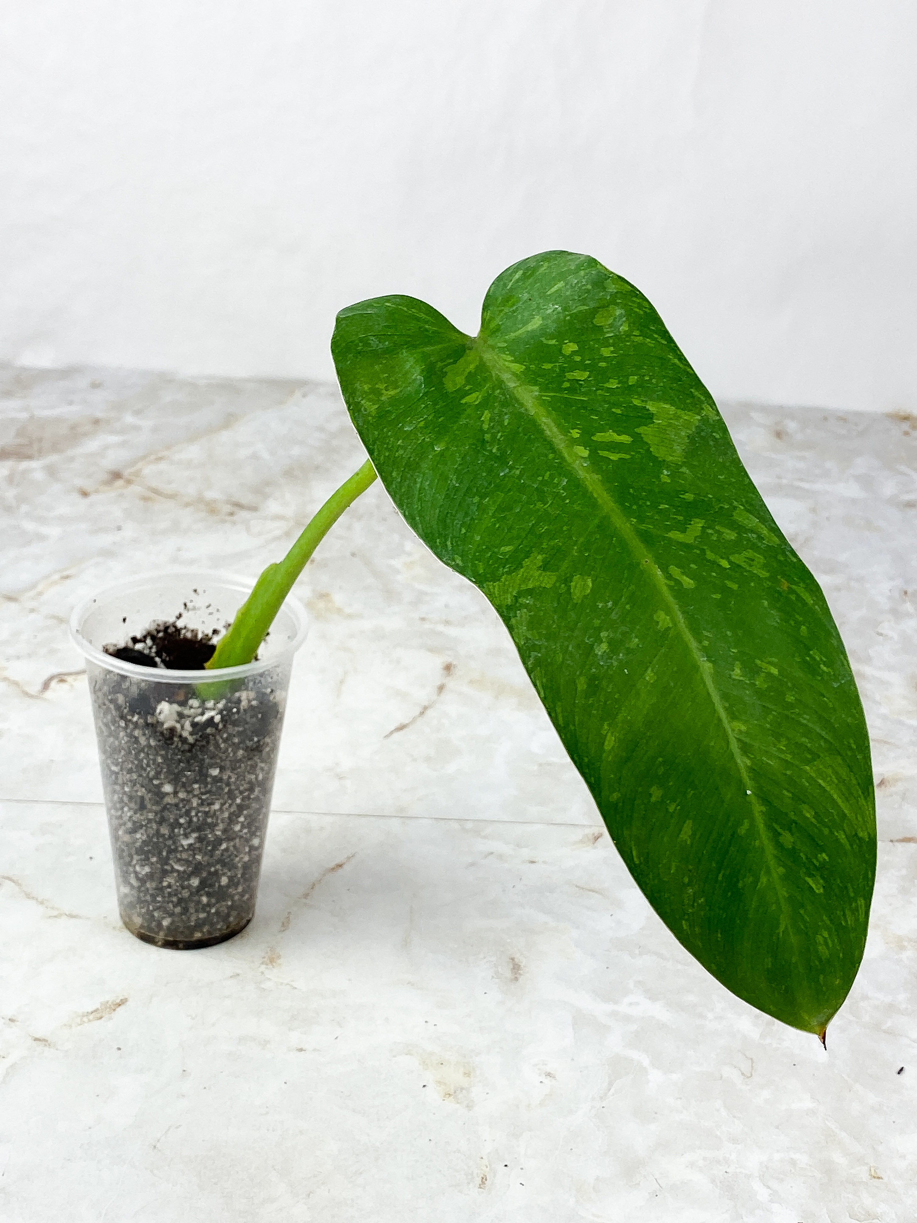 Philodendron Jose Buono  Slightly Rooted big leaf