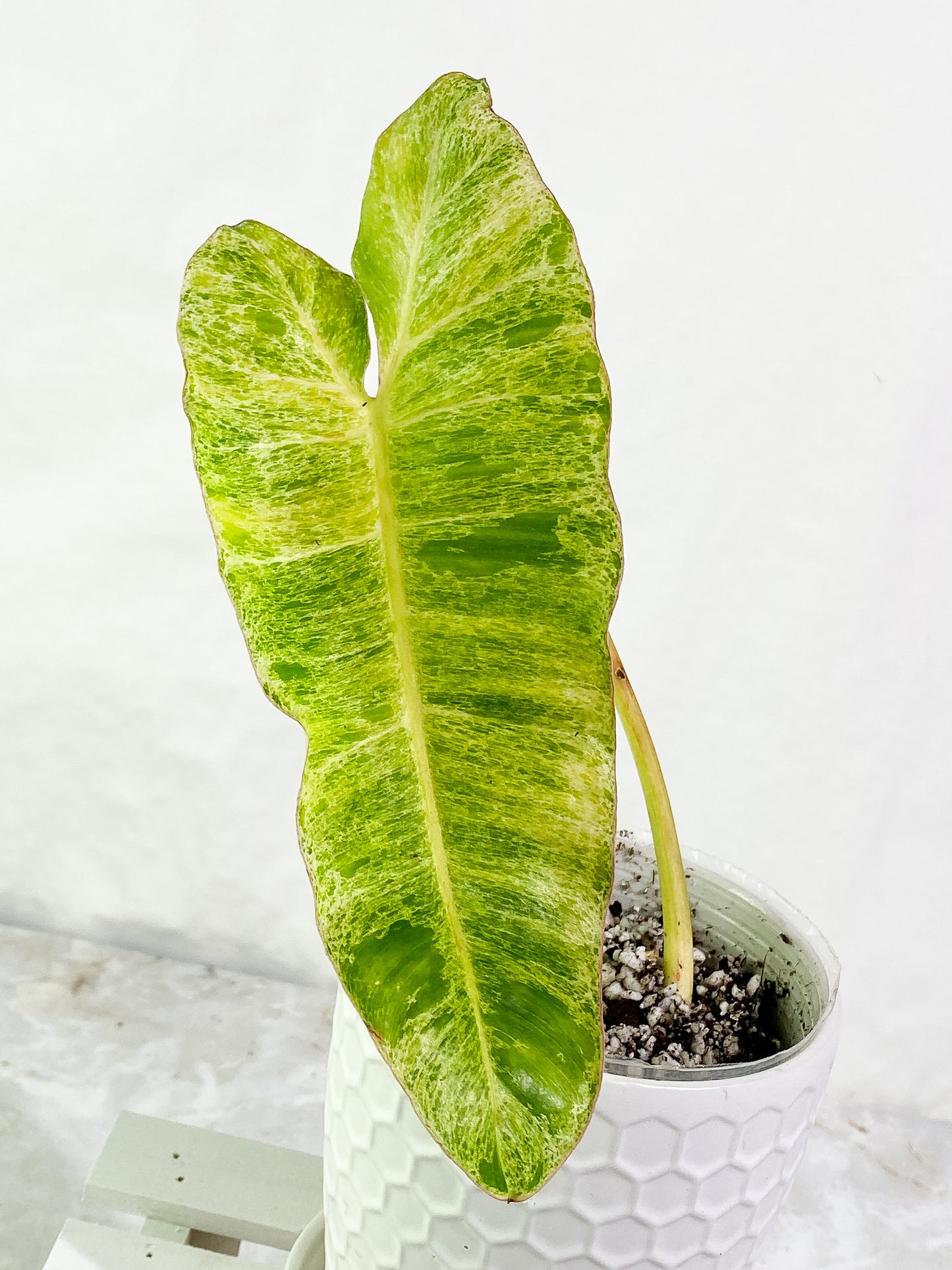 Philodendron Paraiso Verde 1 leaf Rooted