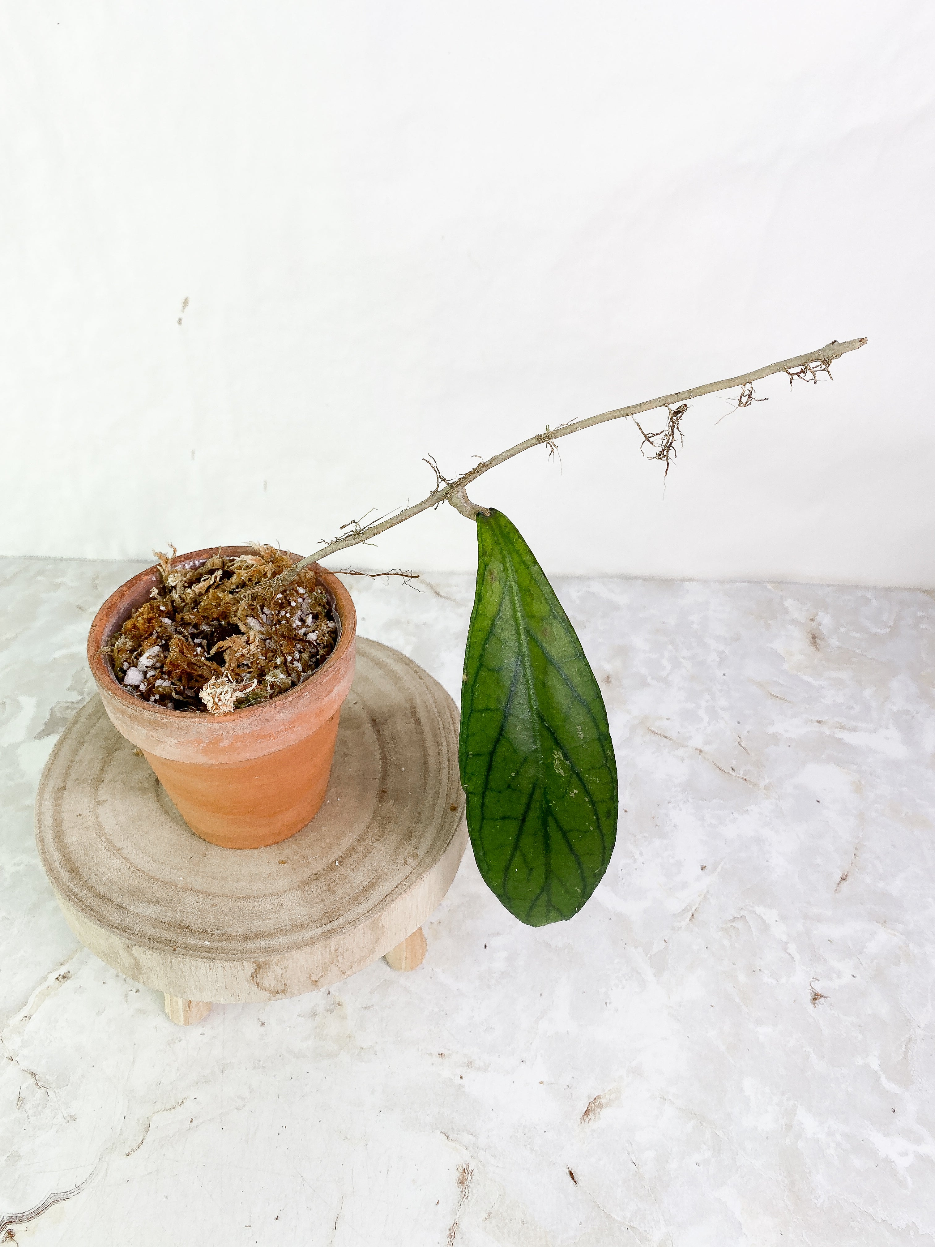 Hoya tenggamus 1 leaf Rooted