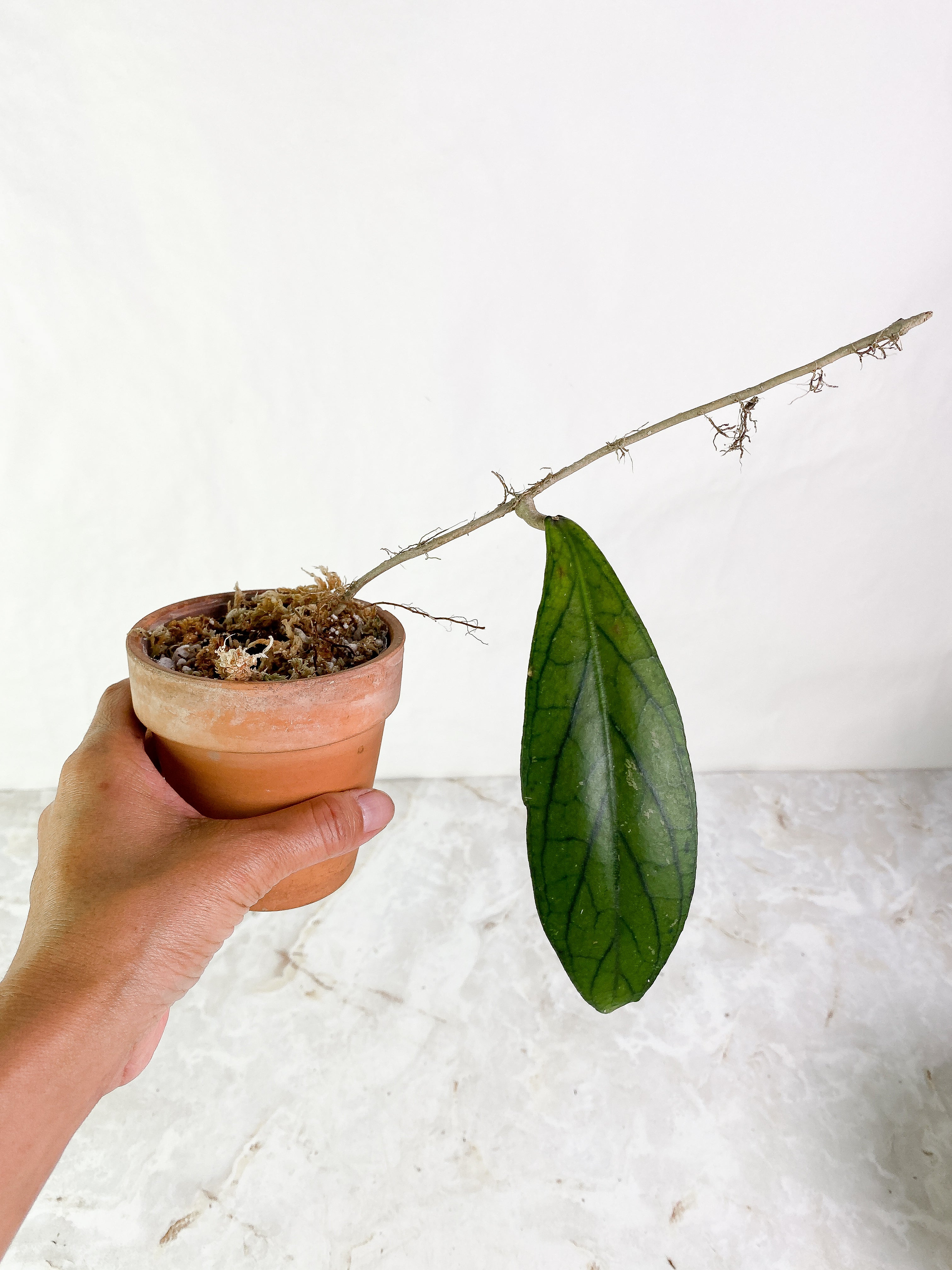 Hoya tenggamus 1 leaf Rooted