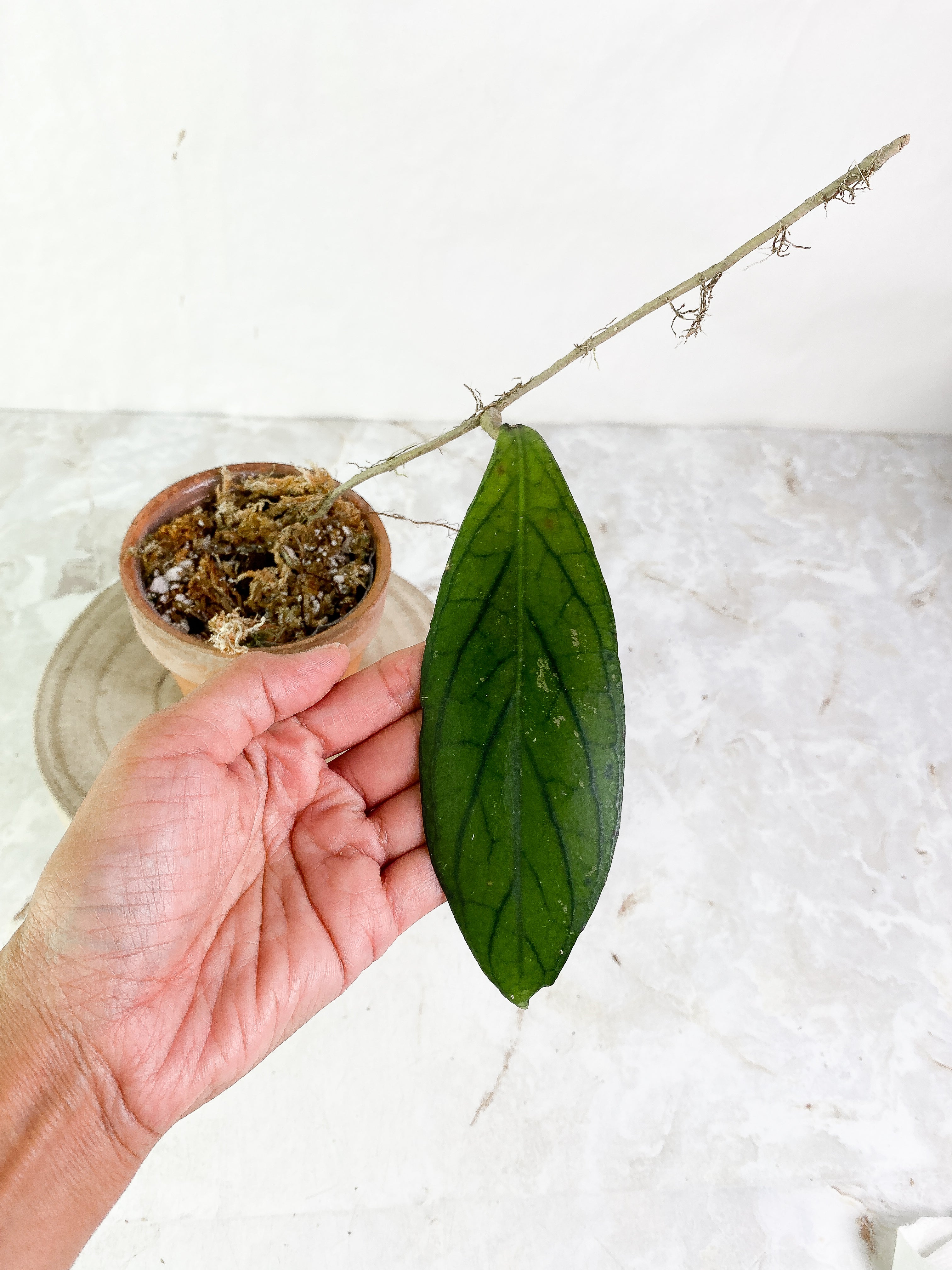 Hoya tenggamus 1 leaf Rooted