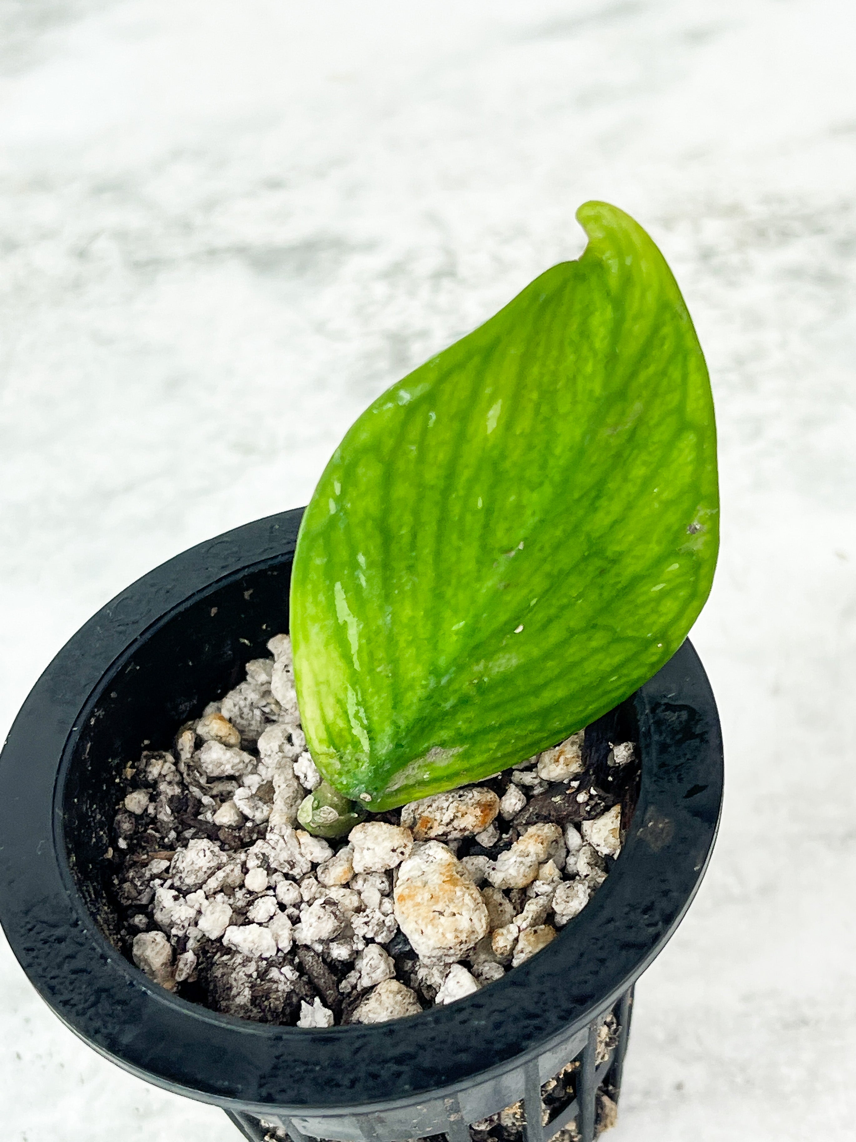 Hoya Polyneura Slightly Rooted 1 leaf