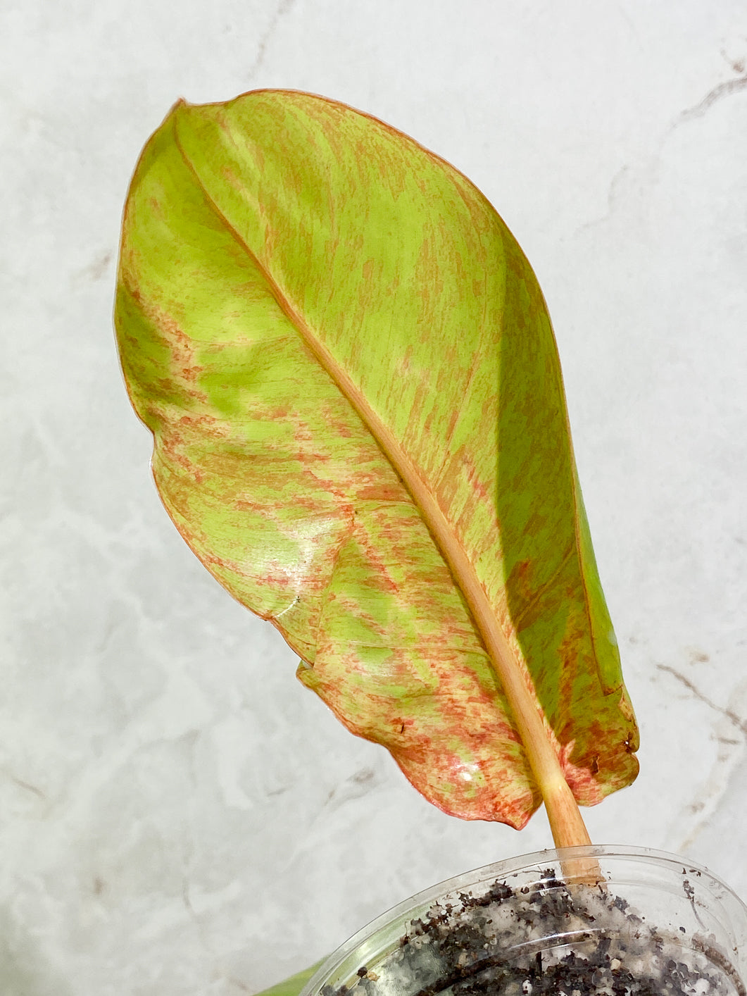 Philodendron  Prince of orange variegated   2 leaves 1 sprout slightly rooted in soil