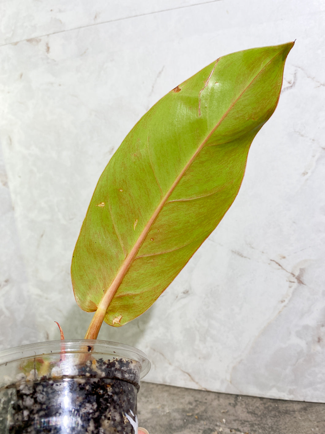 Philodendron  Prince of orange variegated   2 leaves 1 sprout slightly rooted in soil
