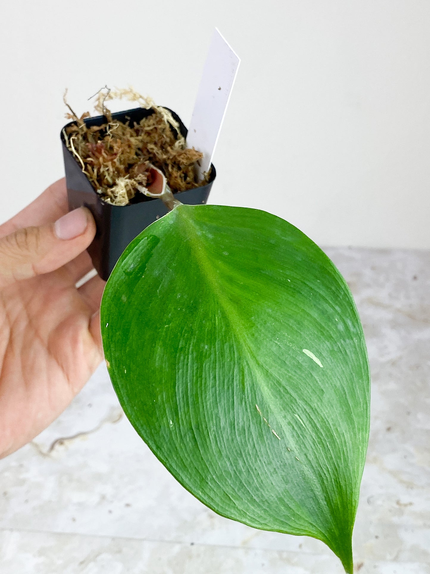 Philodendron White knight rooting