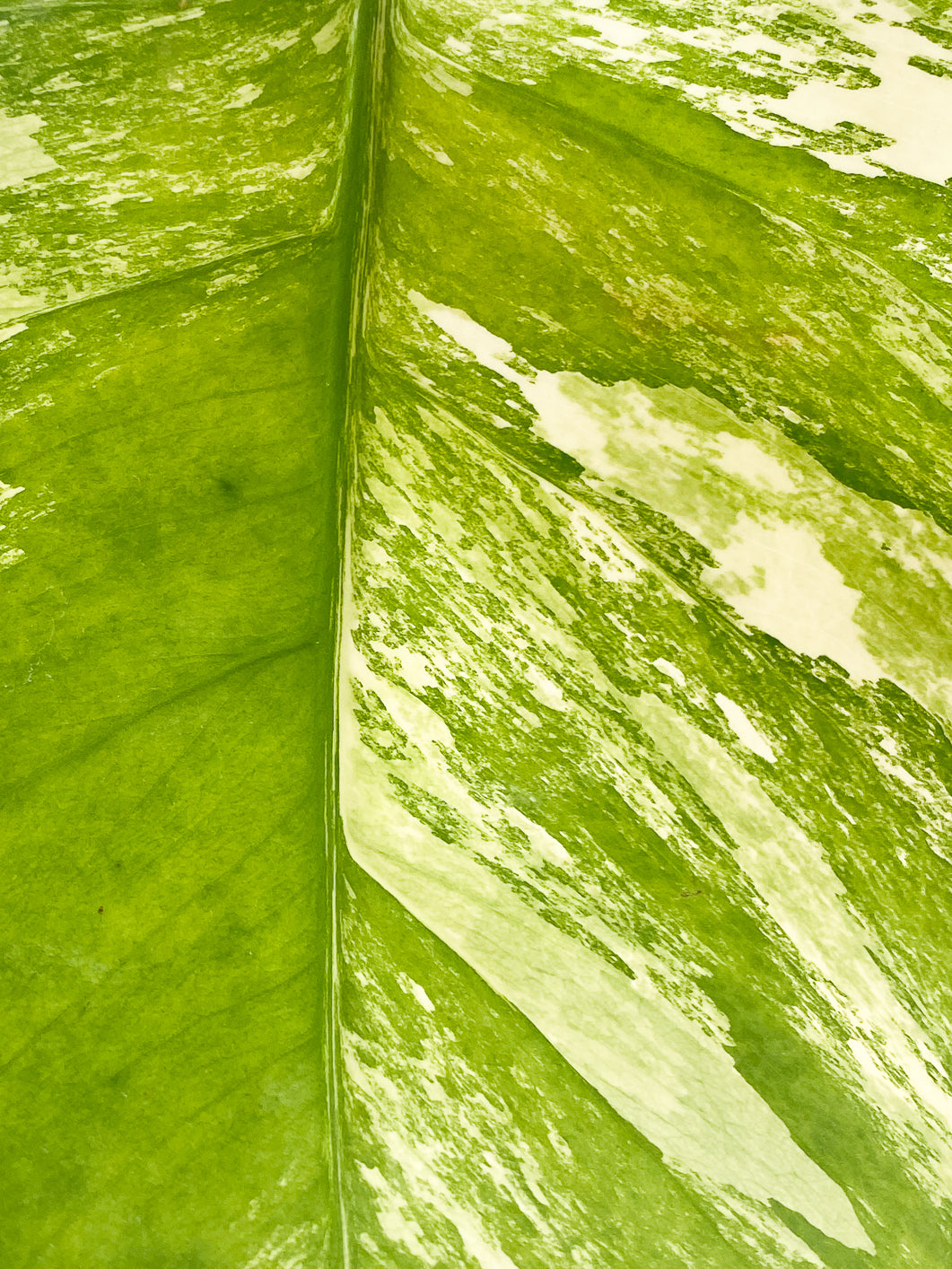 Monstera Aurea Tricolor 1 leaf slightly rooted