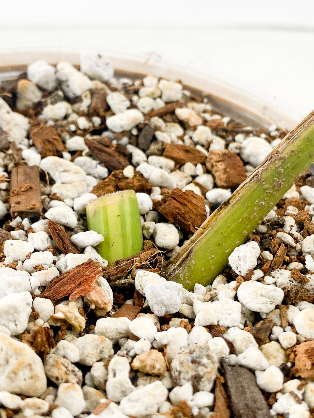 Monstera Aurea Tricolor 1 leaf slightly rooted