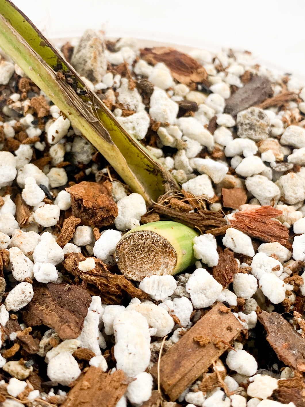 Monstera Aurea Tricolor 1 leaf slightly rooted