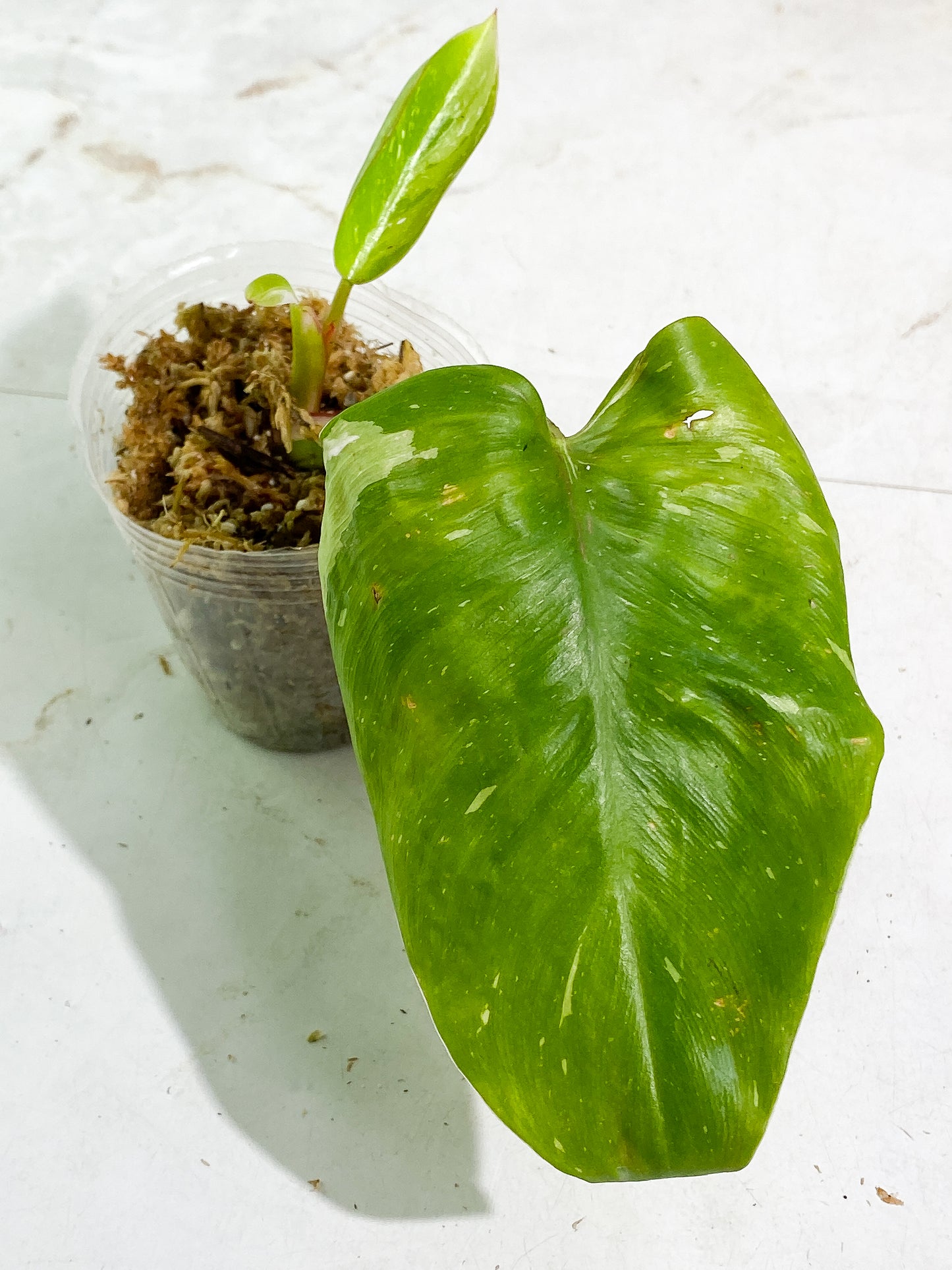 Philodendron White princess rooted 2 leaves 1 sprout