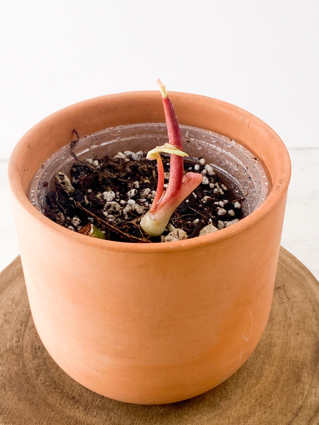 Philodendron Snowdrifts slightly rooted sprout