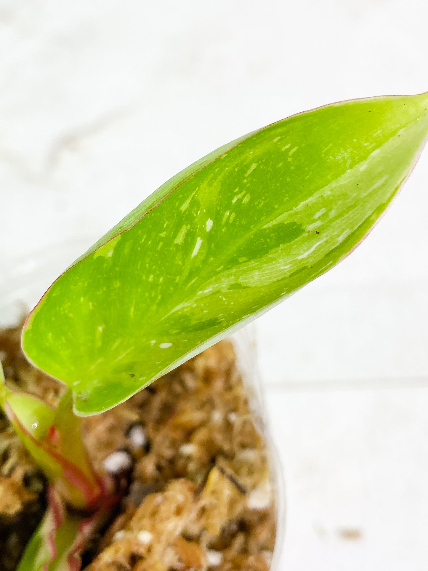 Philodendron White princess rooted 2 leaves 1 sprout