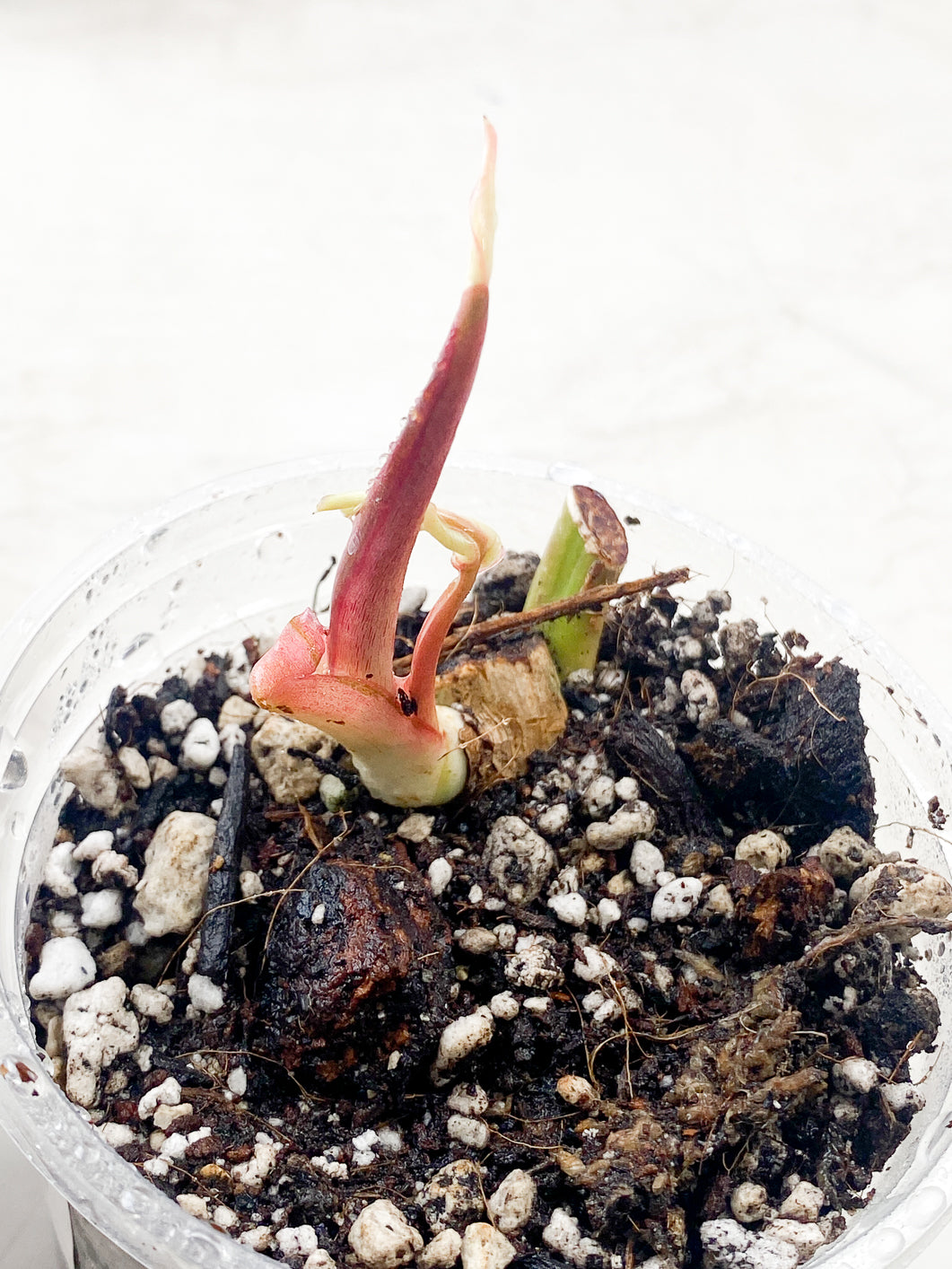 Philodendron Snowdrifts slightly rooted sprout