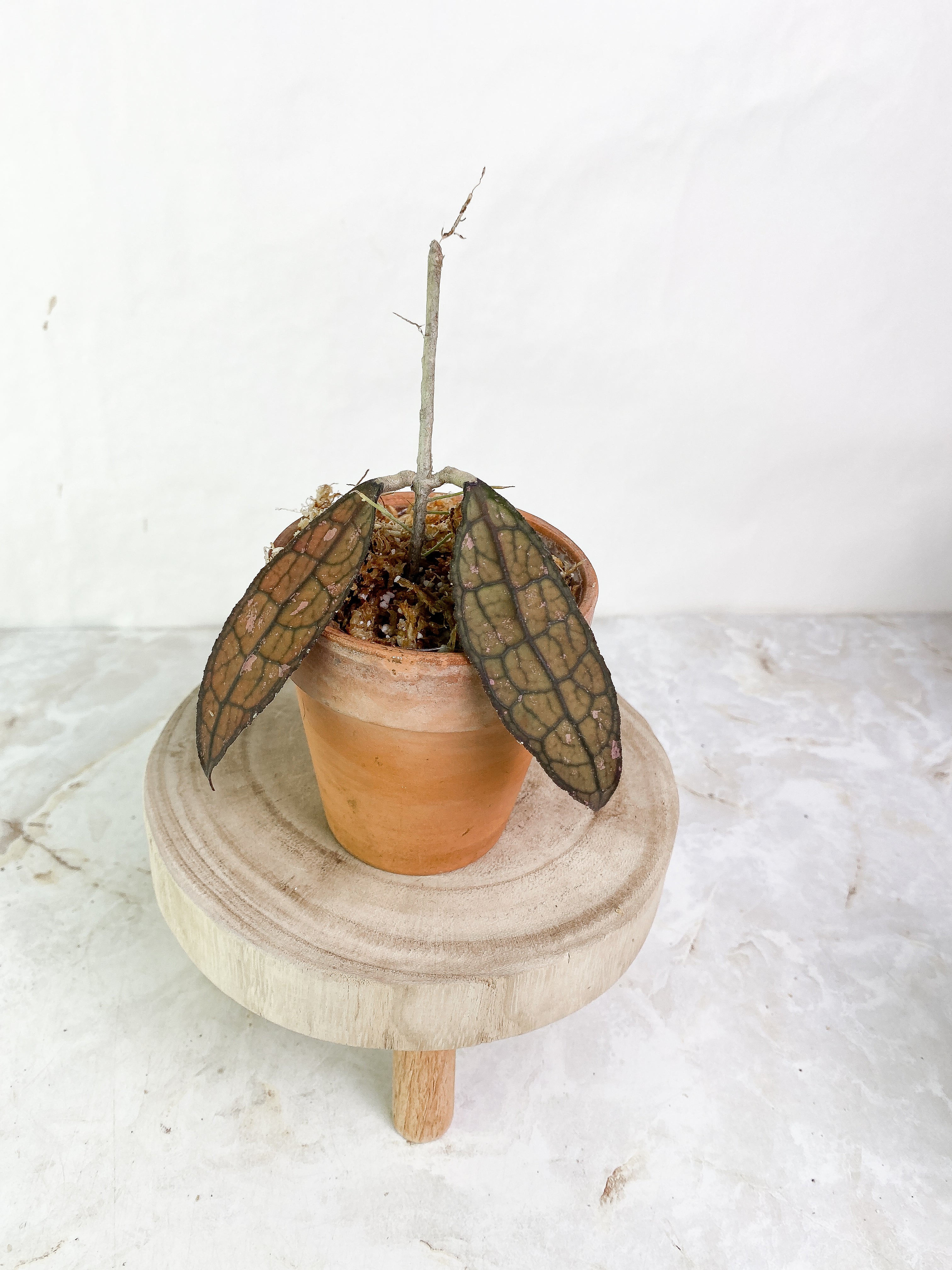 Hoya Clemensiorum Slightly Rooted 2 leaves sunstressed