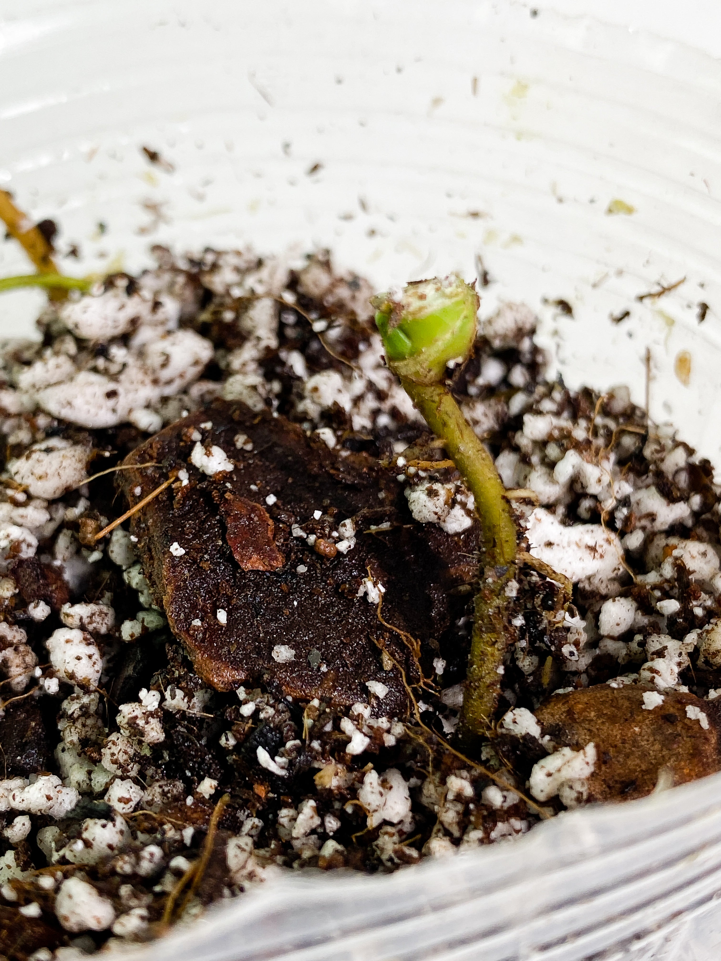 Syngonium Aurea rooted node 1 sprout