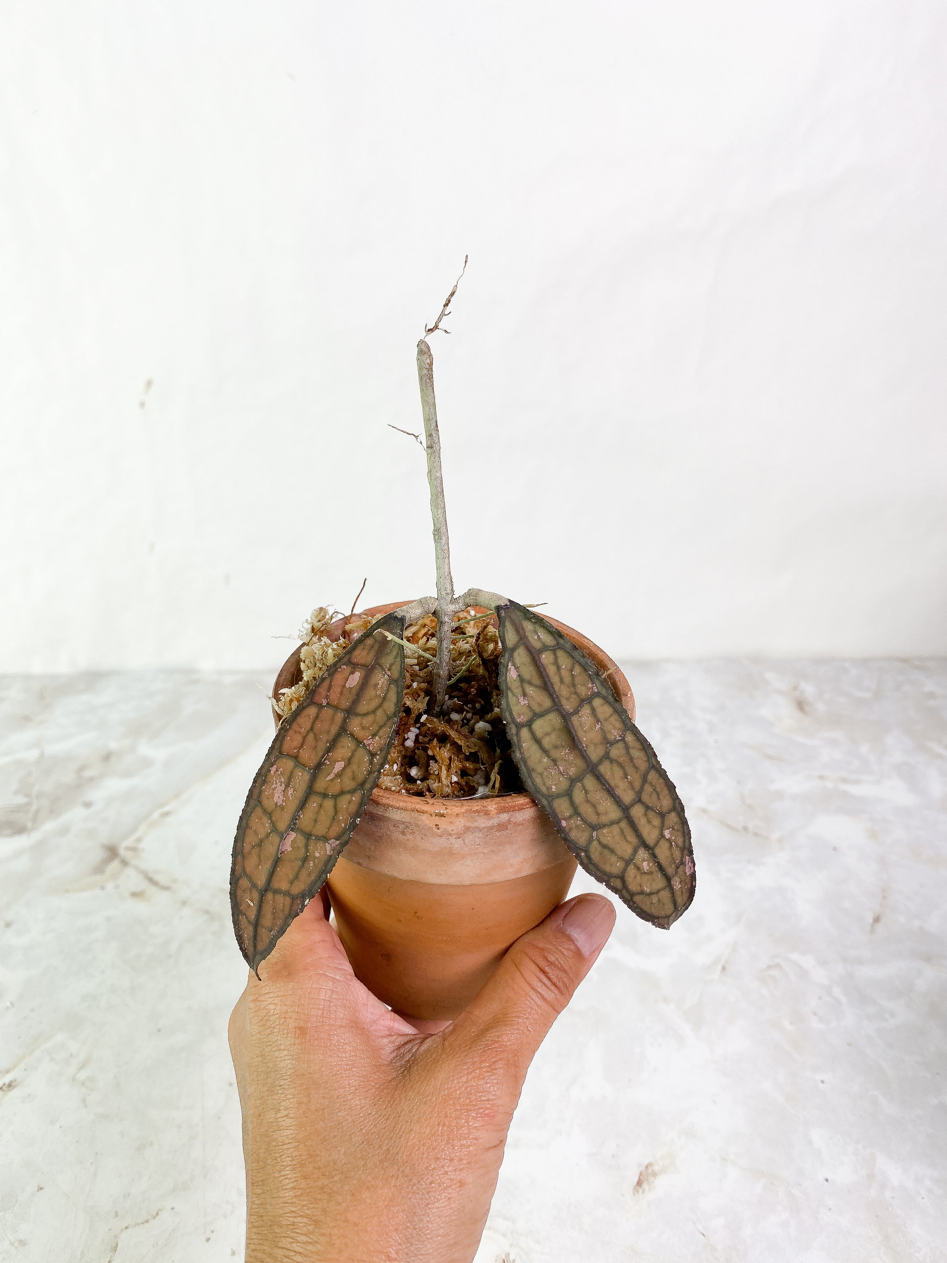 Hoya Clemensiorum Slightly Rooted 2 leaves sunstressed