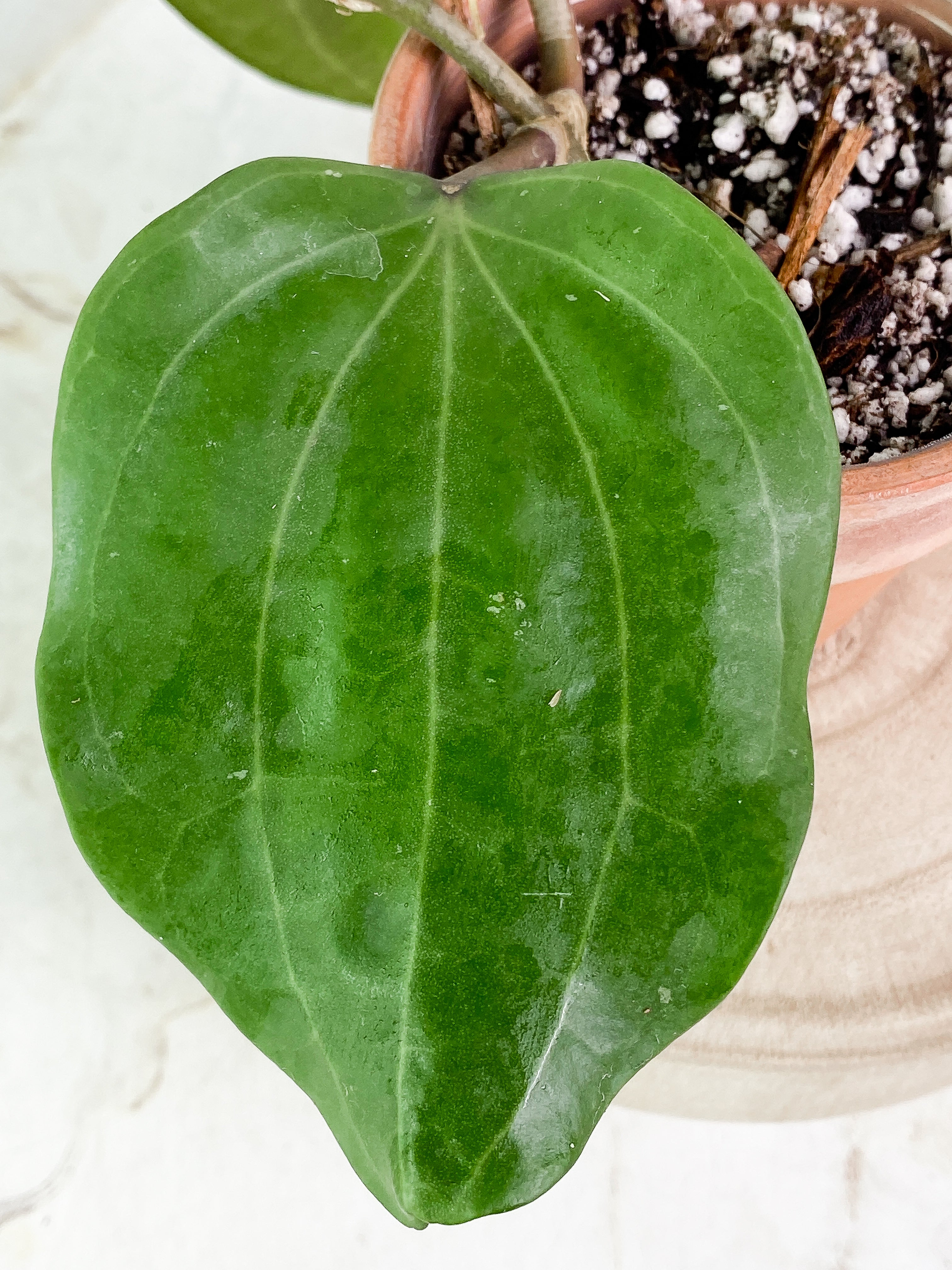 Hoya Latifolia 2 leaves Rooted