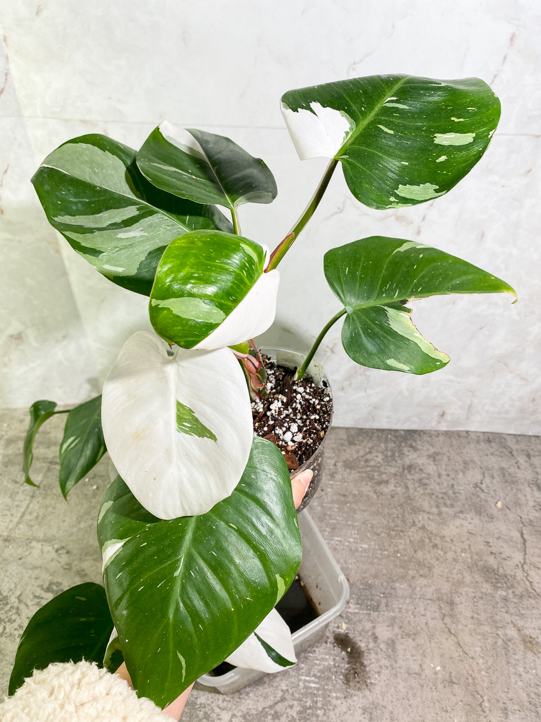 Growers Choice: Large Philodendron White Princess rooted in soil