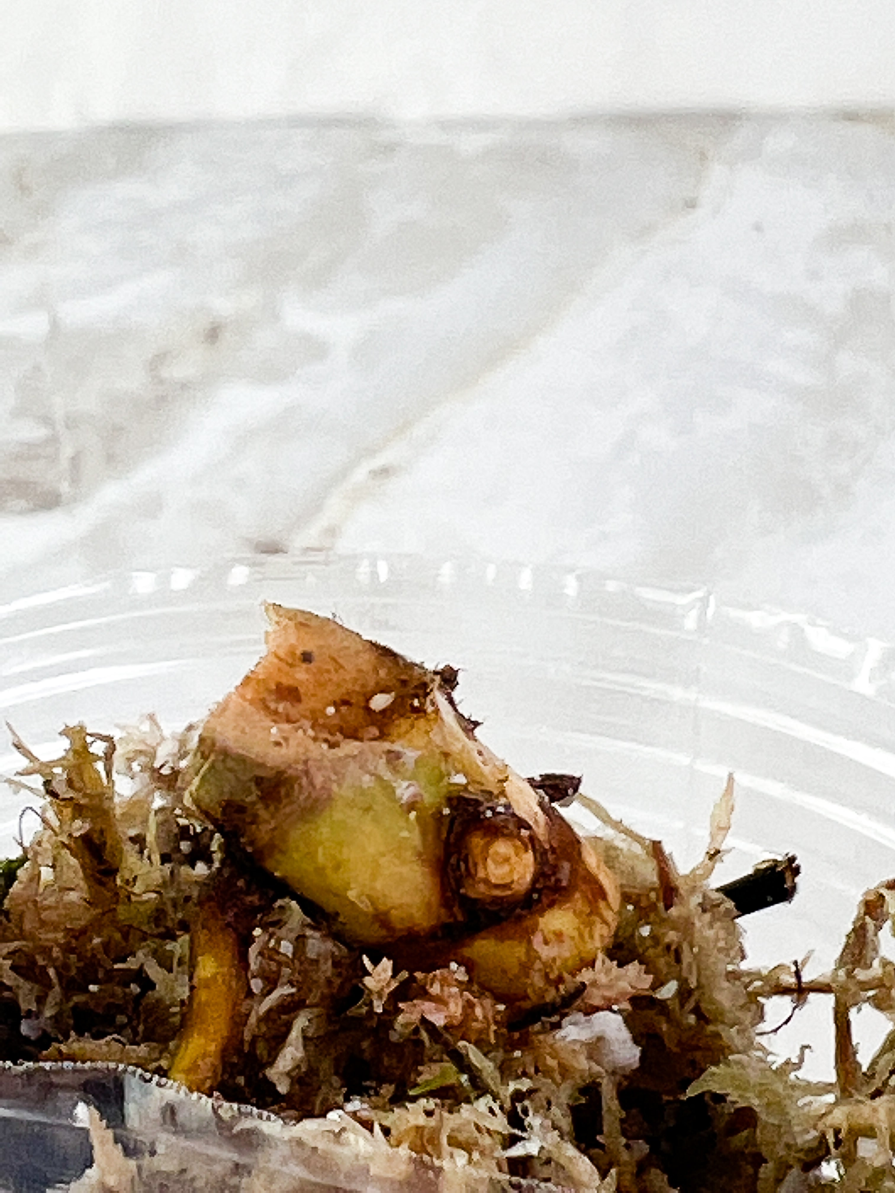Philodendron golden dragon variegated Node 1 sprout slightly rooted