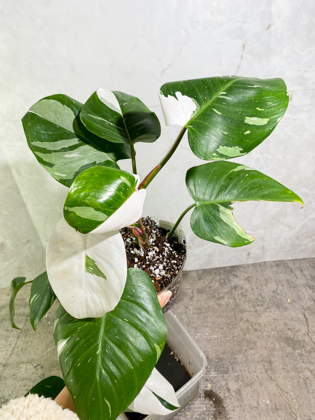 Growers Choice: Large Philodendron White Princess rooted in soil