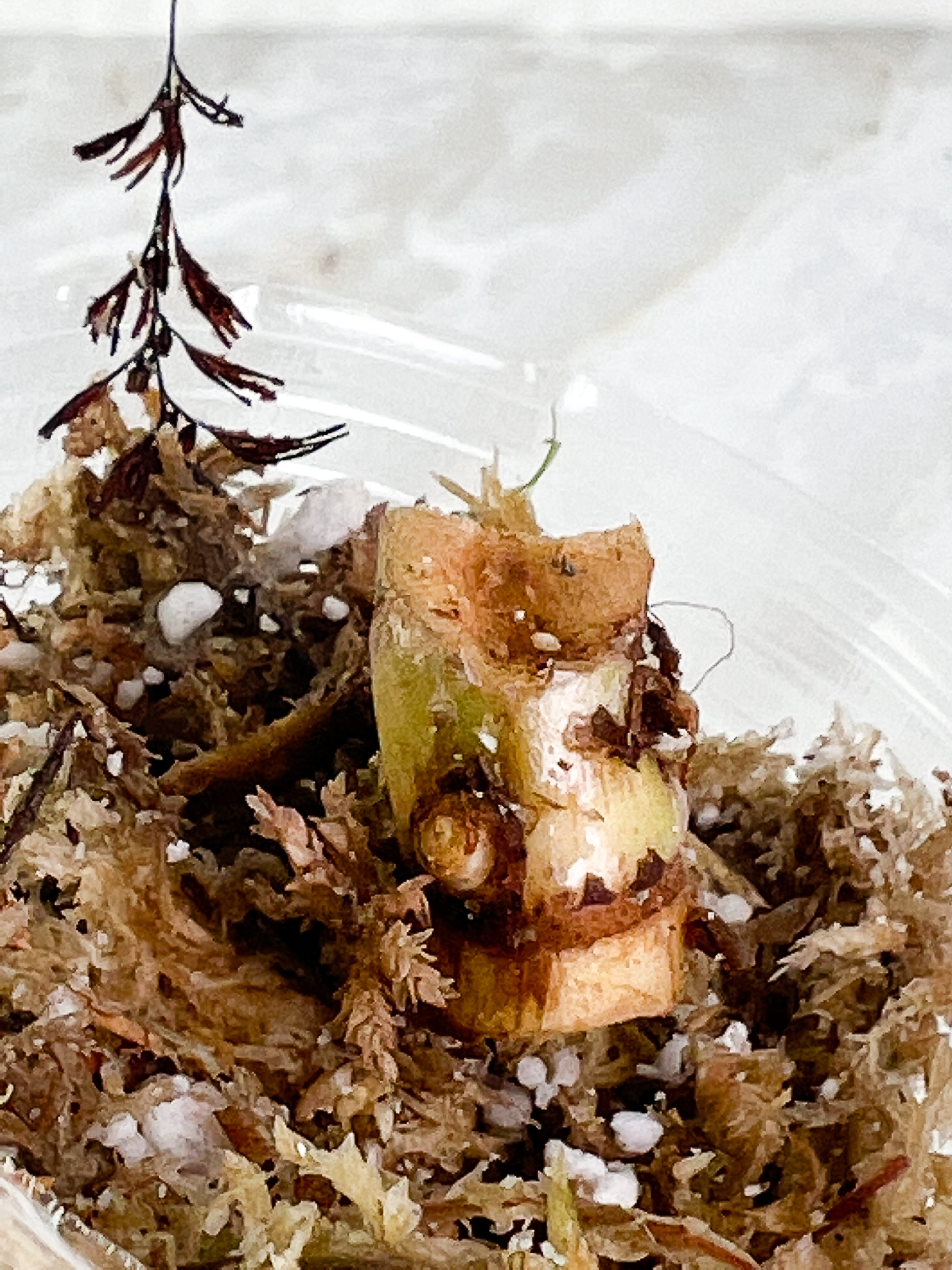 Philodendron golden dragon variegated Node 1 sprout slightly rooted