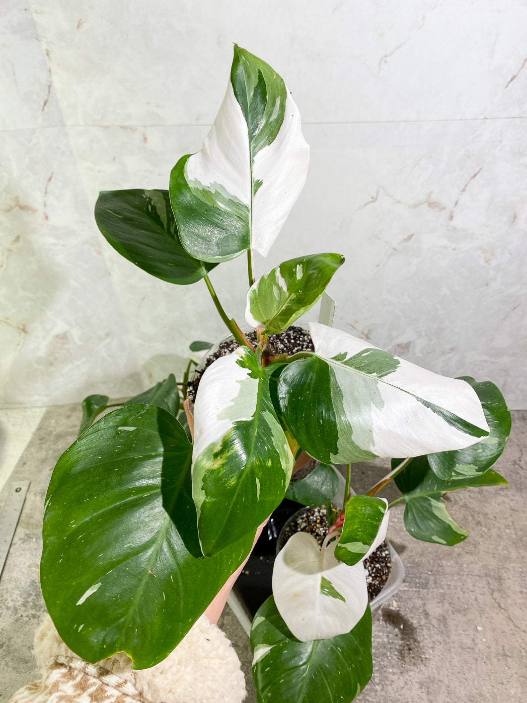 Growers Choice: Large Philodendron White Princess rooted in soil