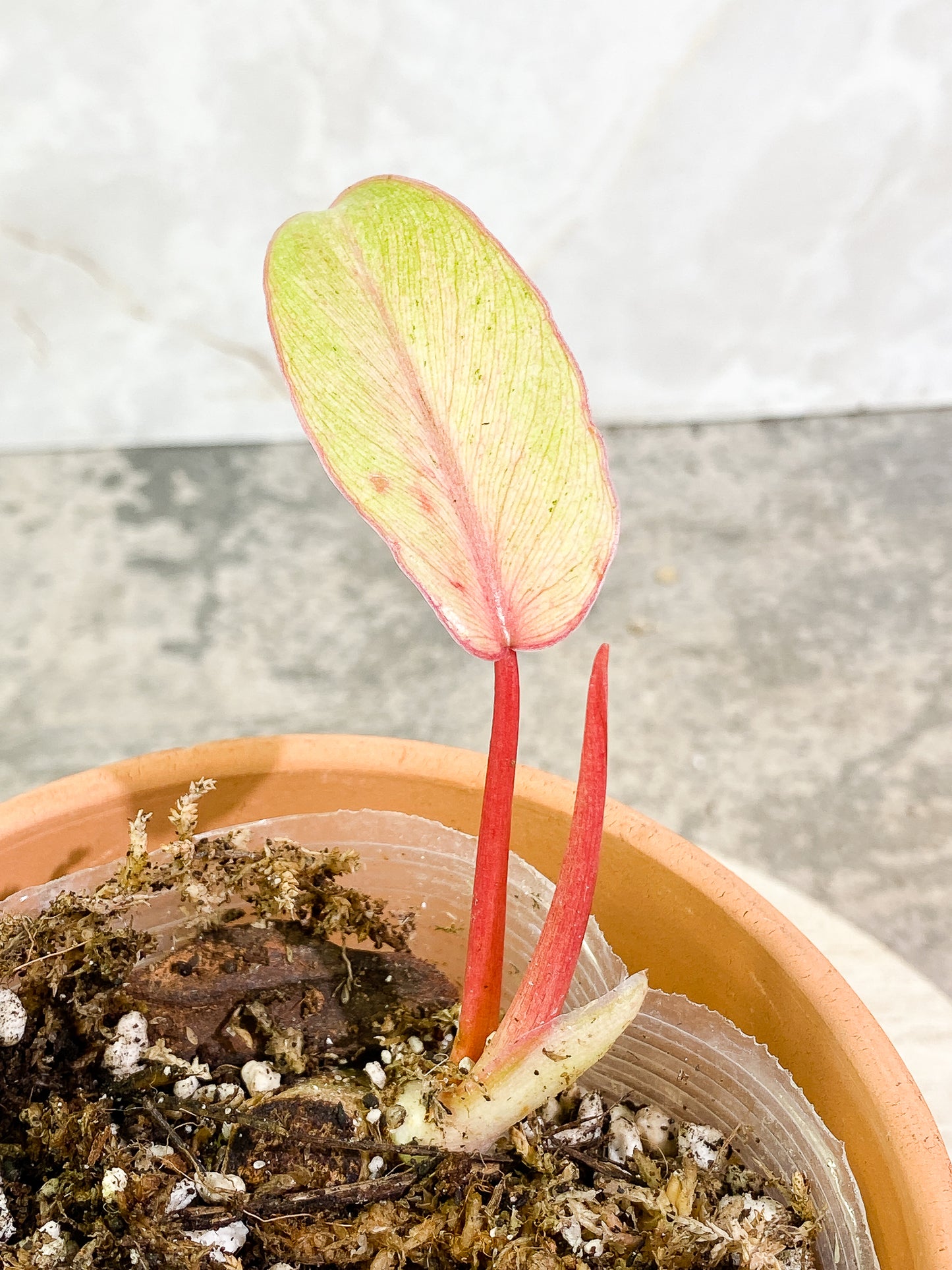 Philodendron SnowDrifts 2 leaves 1 sprout