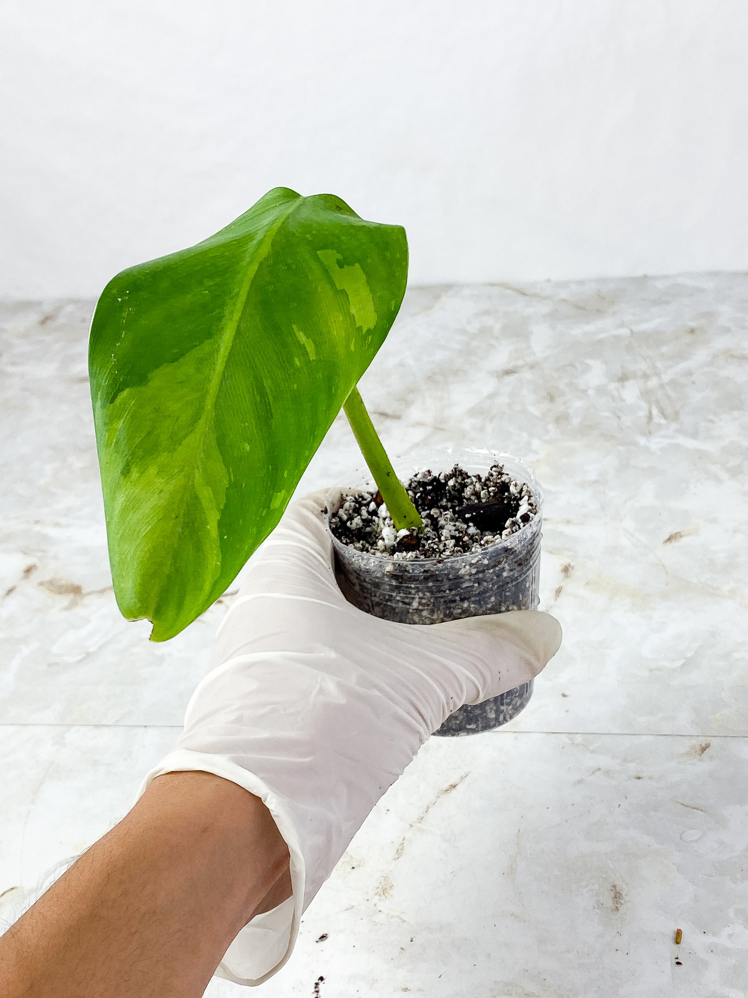 Philodendron Jose Buono  Slightly Rooted 1 leaf