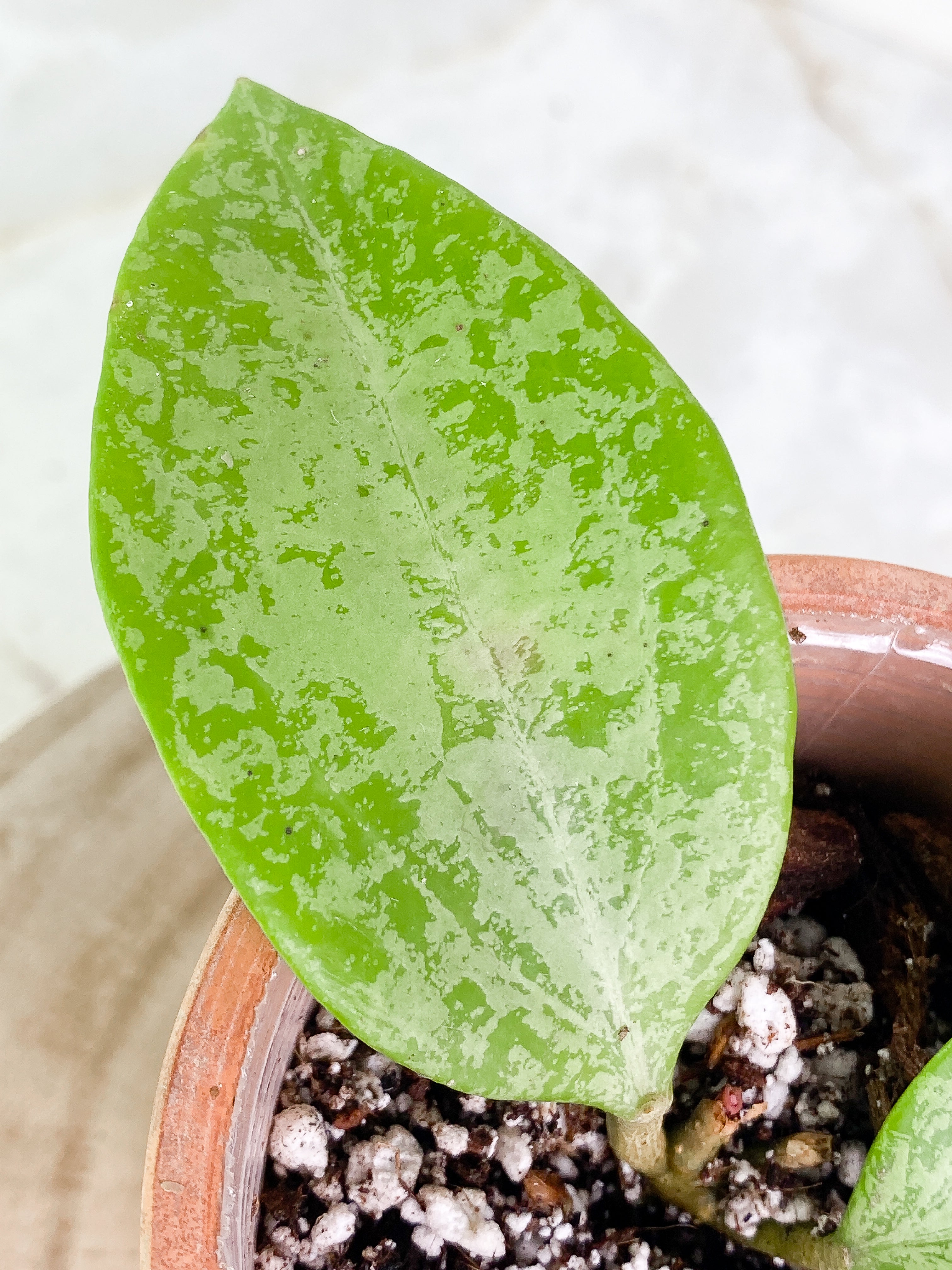 Hoya Ah 047 silver 2 leaves Slightly Rooted