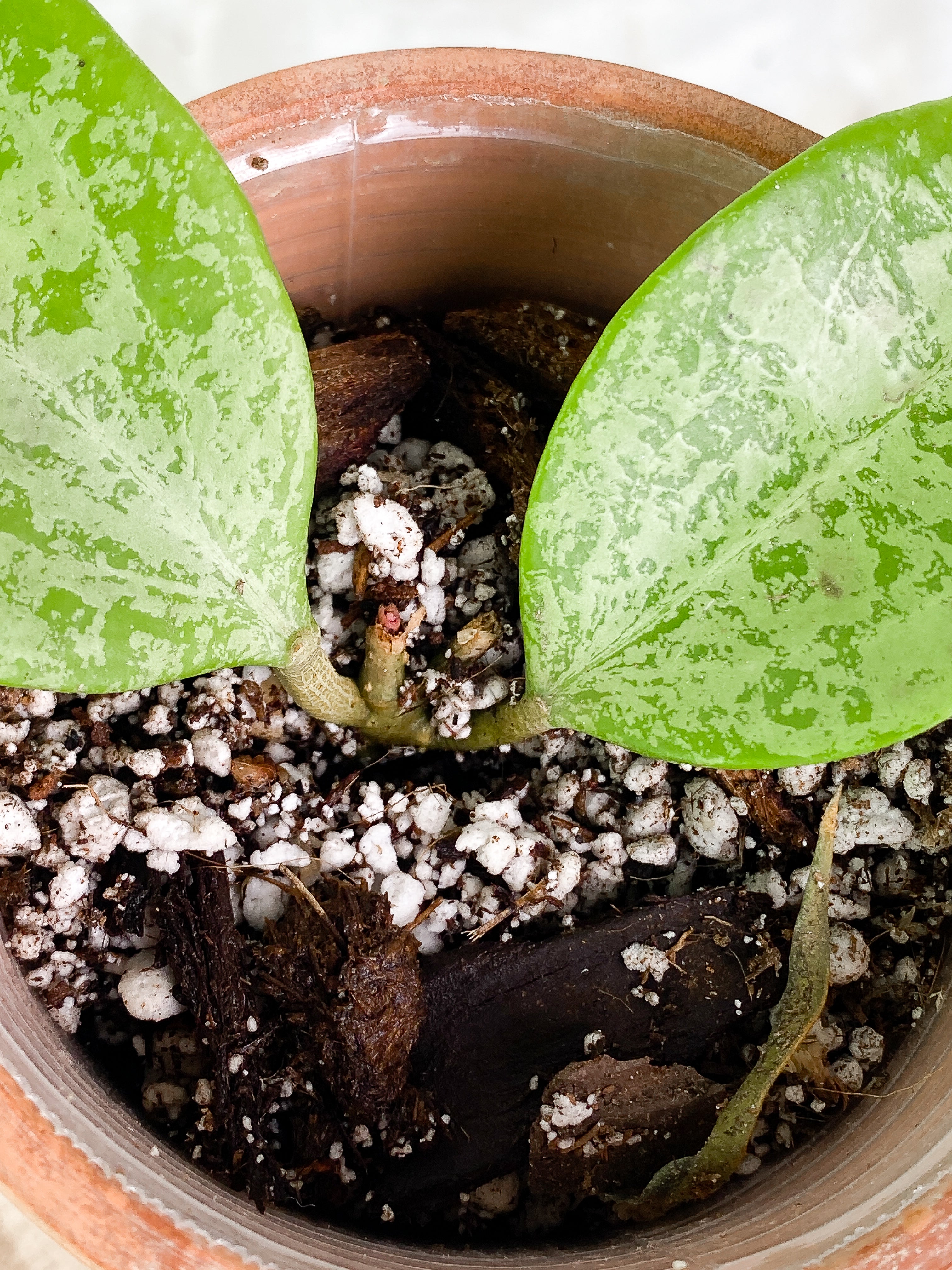 Hoya Ah 047 silver 2 leaves Slightly Rooted