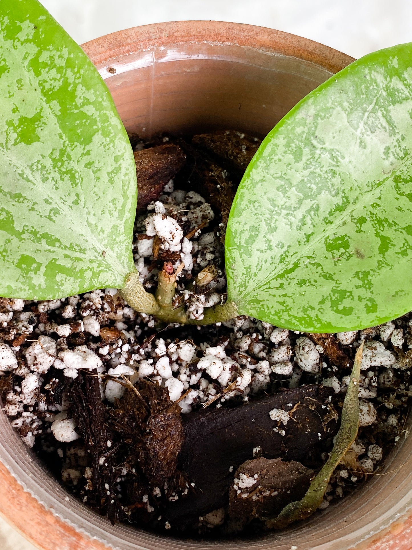 Hoya Ah 047 silver 2 leaves Slightly Rooted