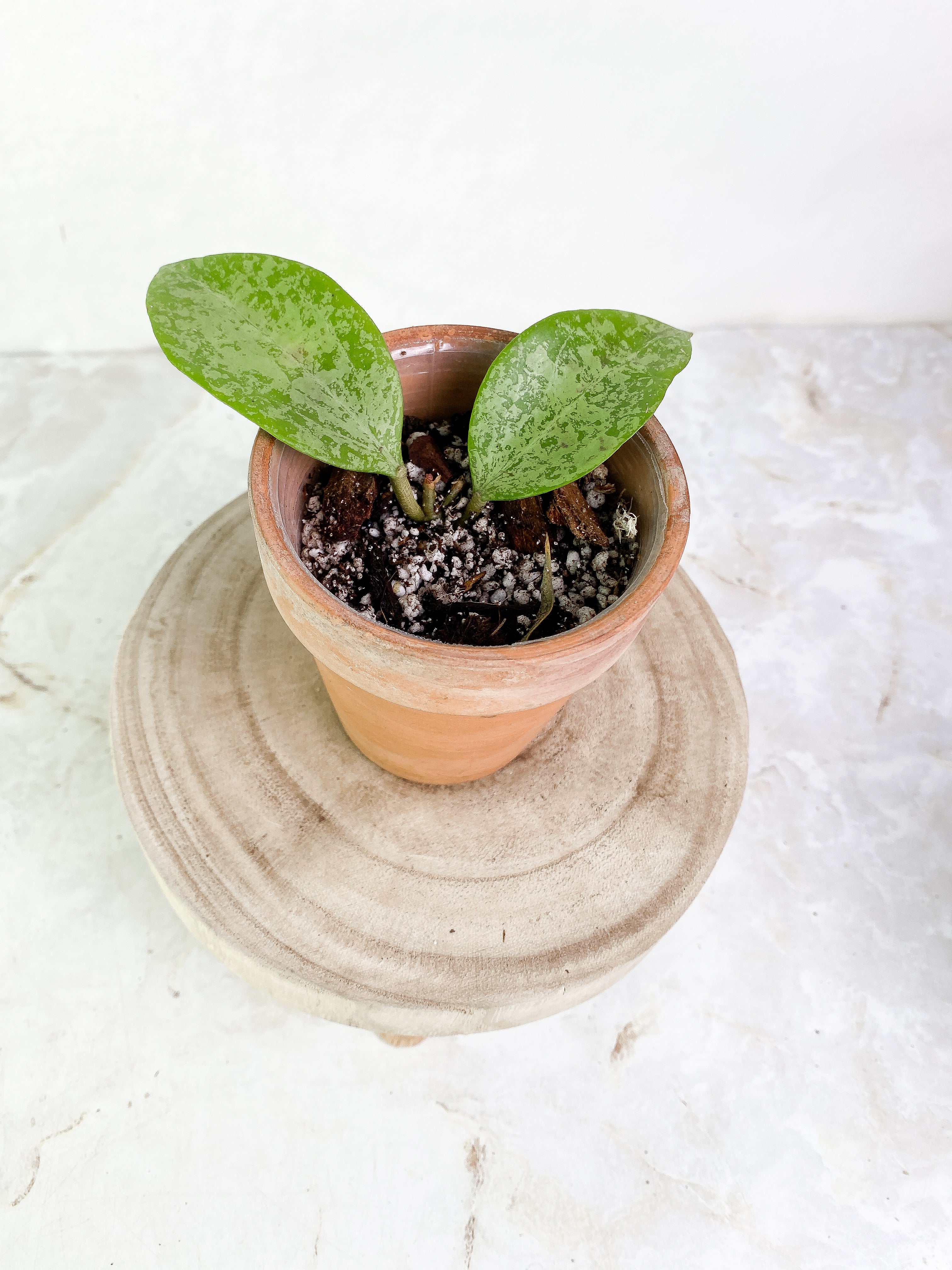 Hoya Ah 047 silver 2 leaves Slightly Rooted