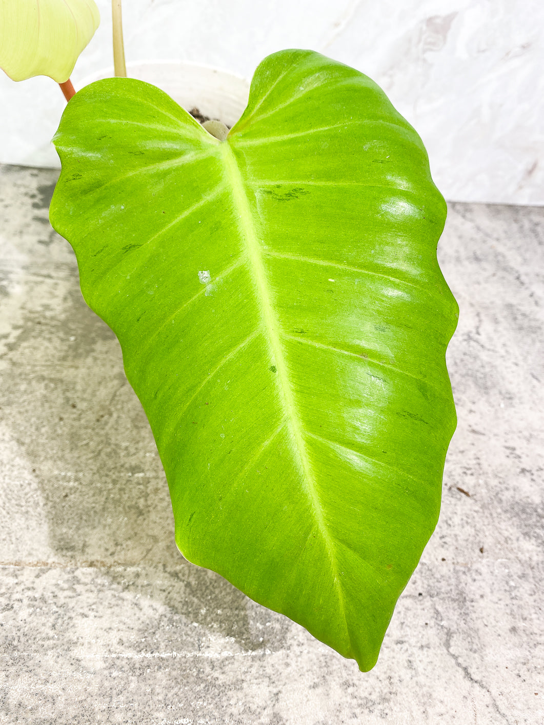 Philodendron SnowDrifts 2 leaves 1 sprout slightly rooted