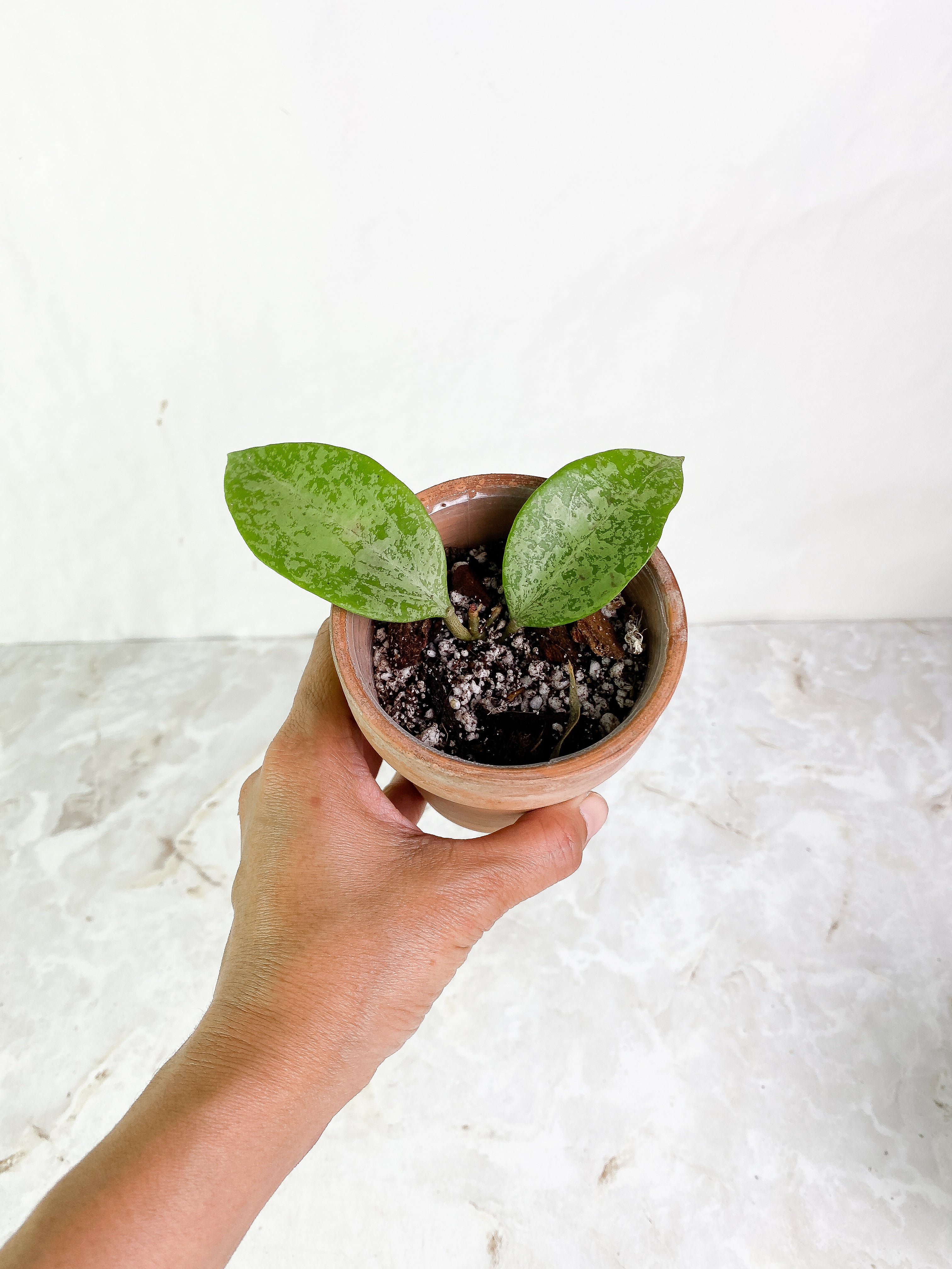 Hoya Ah 047 silver 2 leaves Slightly Rooted