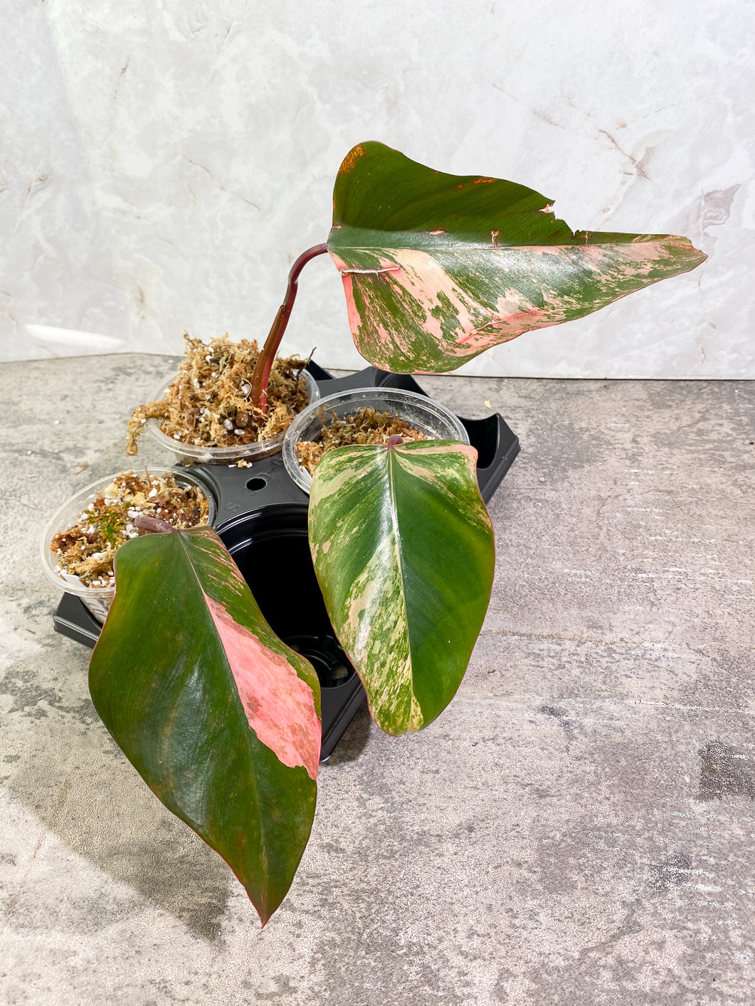 Growers Choice: Philodendron Strawberry Shake  1 leaf rooting in moss