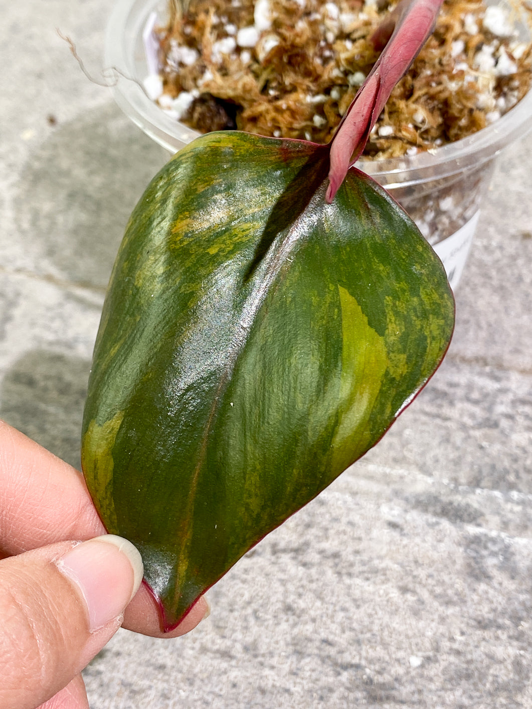 Philodendron Strawberry Shake leaf 1 sprout slightly rooted in moss