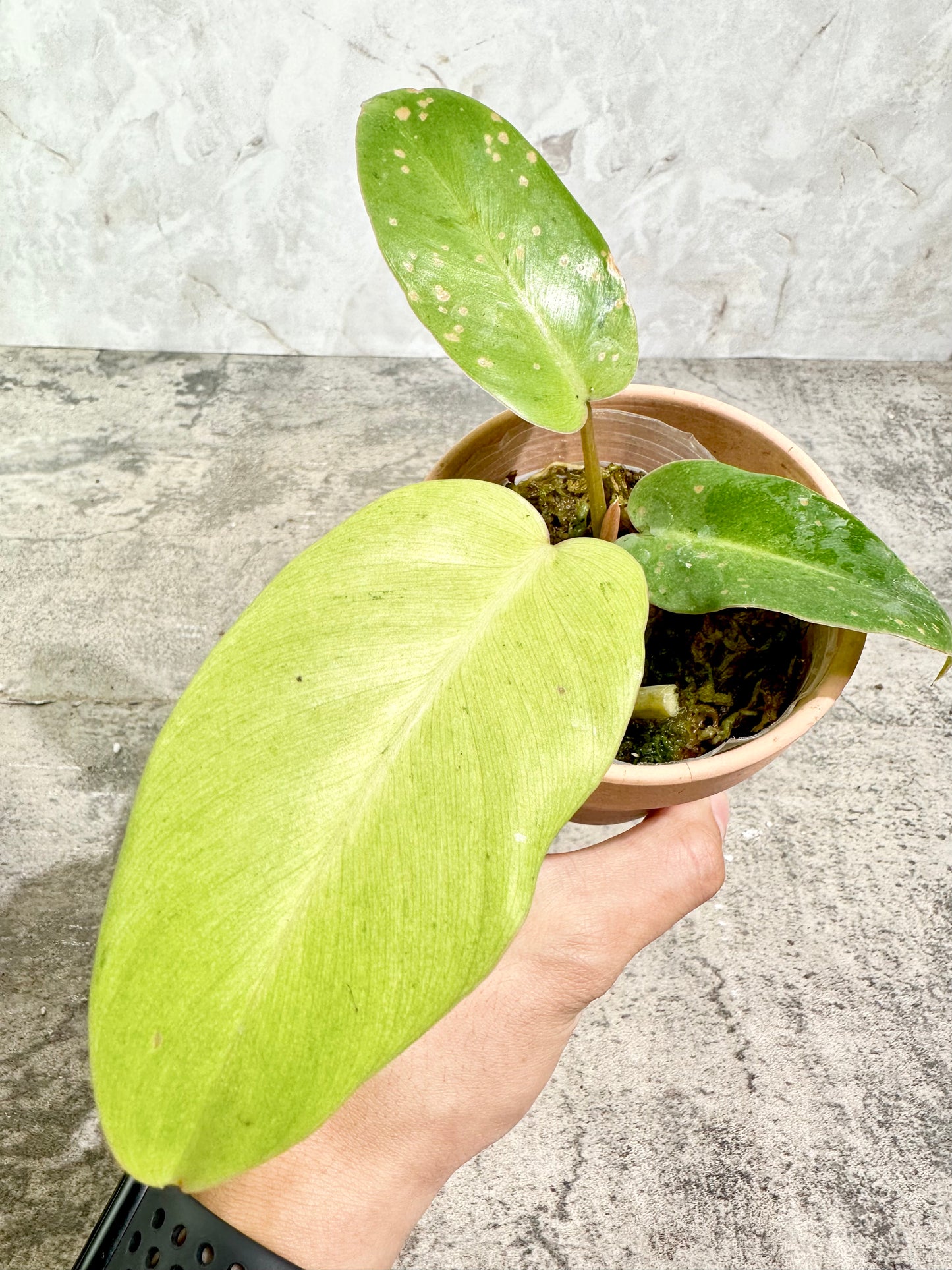 Philodendron snowdrifts rooted 3" pot