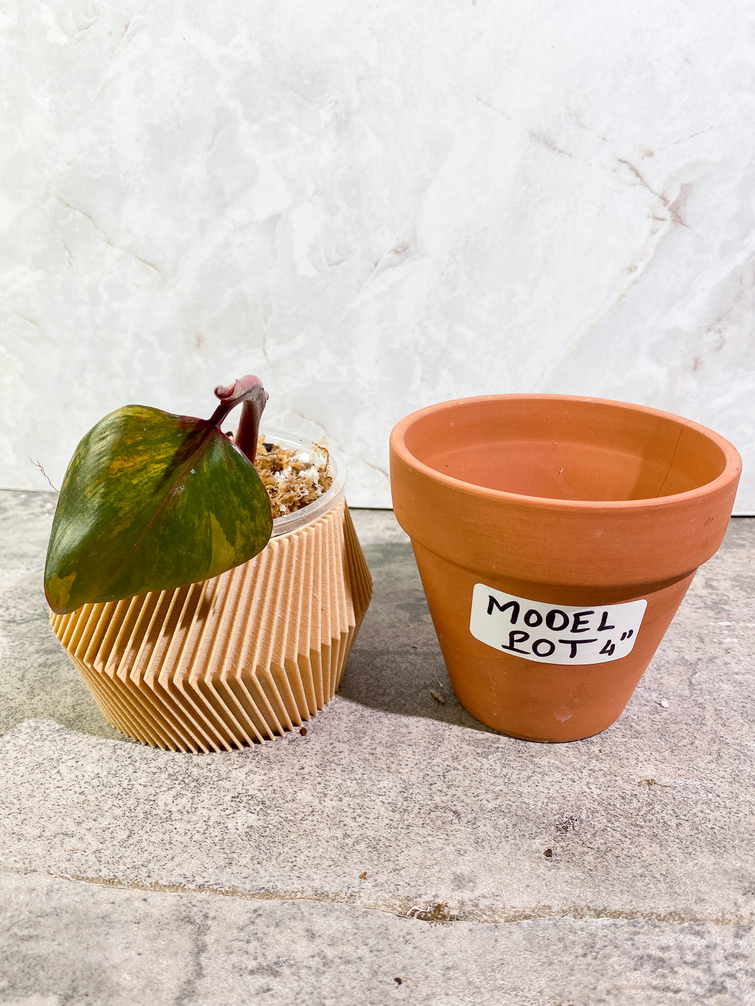 Philodendron Strawberry Shake leaf 1 sprout slightly rooted in moss