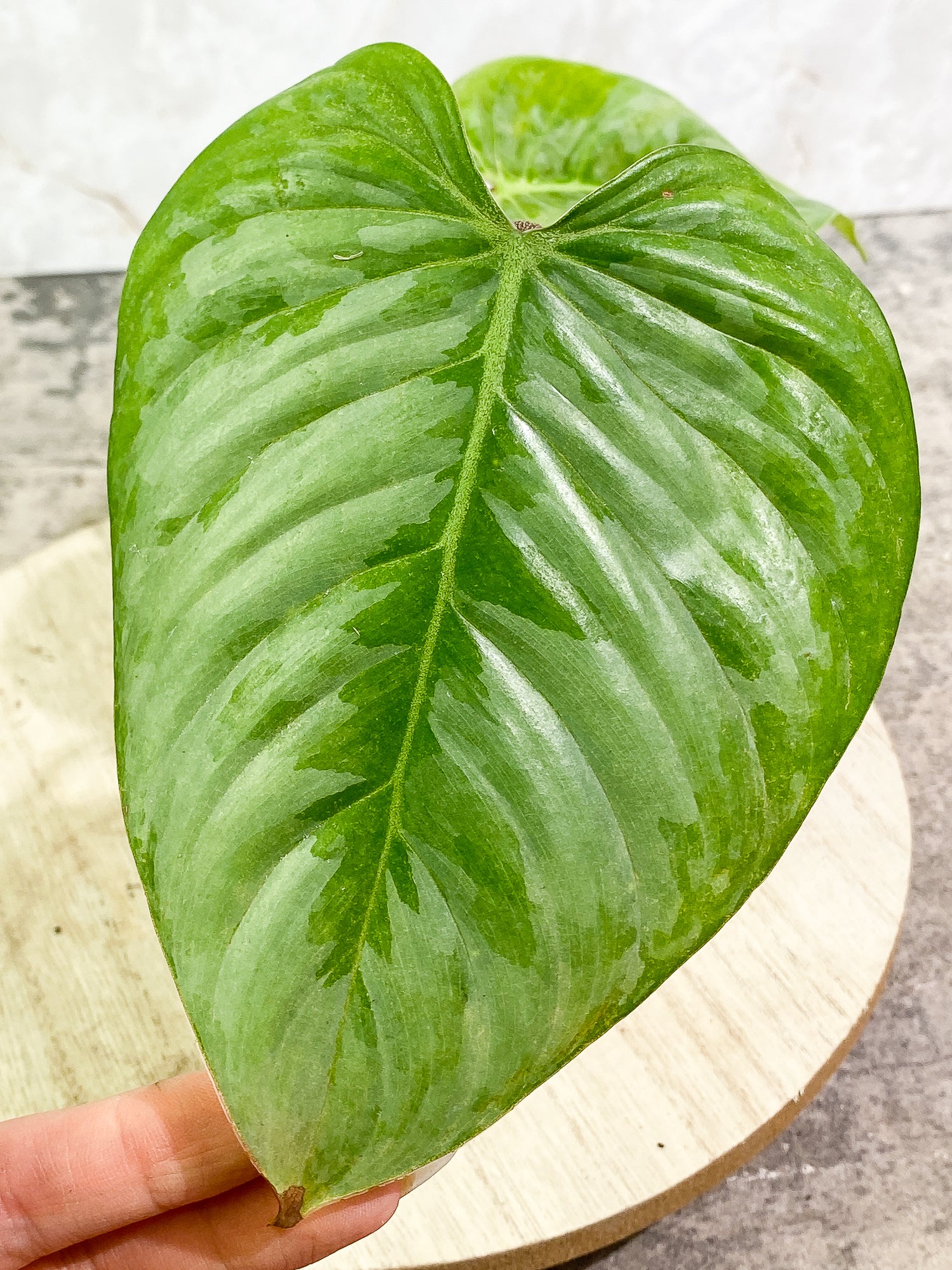 Philodendron majestic (Verrucosum x Sodiroi)  2 leaves rooting