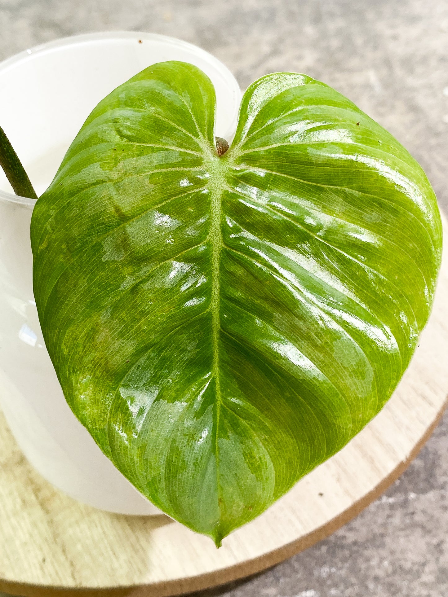 Philodendron majestic (Verrucosum x Sodiroi)  2 leaves rooting