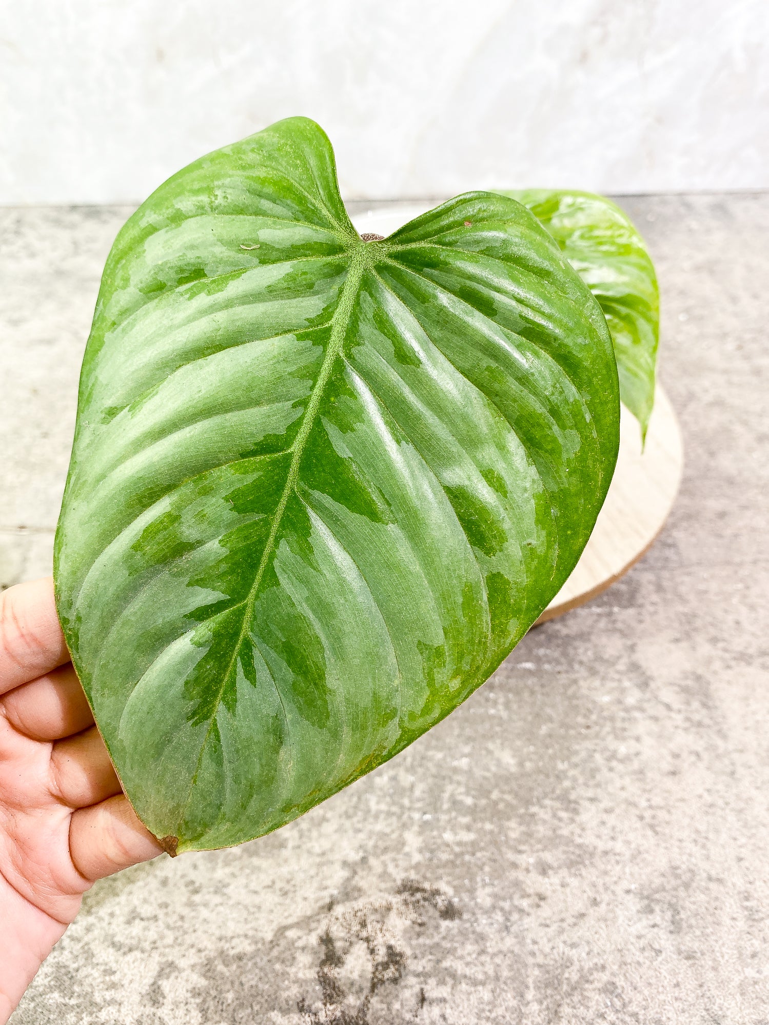 Philodendron majestic (Verrucosum x Sodiroi)  2 leaves rooting